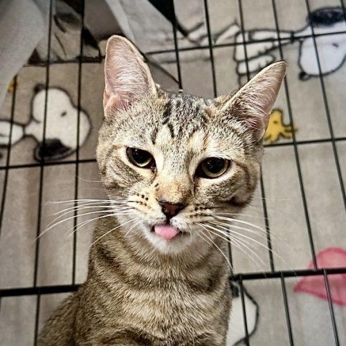 Enlarge Melon, a Adoptable Domestic Short Hair in Georgetown, KY image 1/5