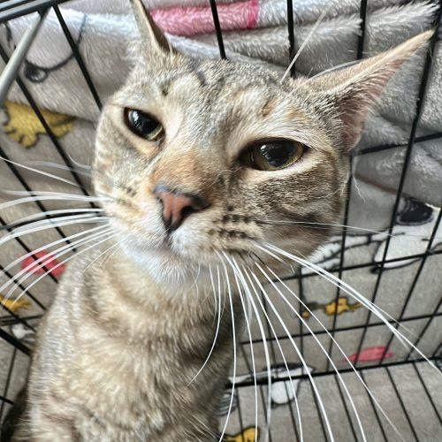 Enlarge Melon, a Adoptable Domestic Short Hair in Georgetown, KY image 2/5