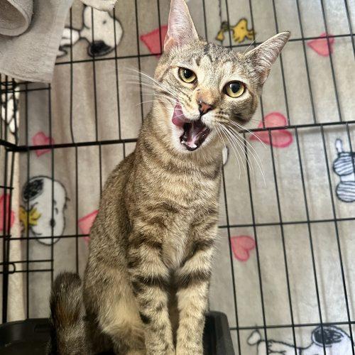 Enlarge Melon, a Adoptable Domestic Short Hair in Georgetown, KY image 3/5