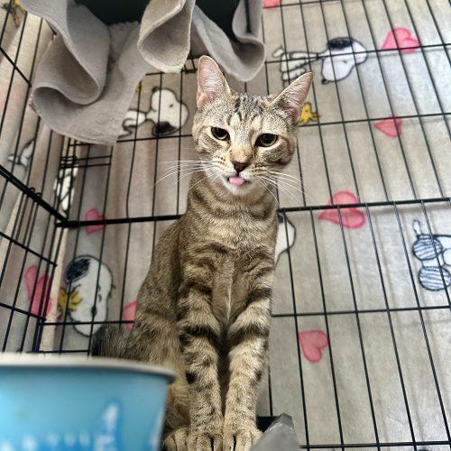 Enlarge Melon, a Adoptable Domestic Short Hair in Georgetown, KY image 4/5