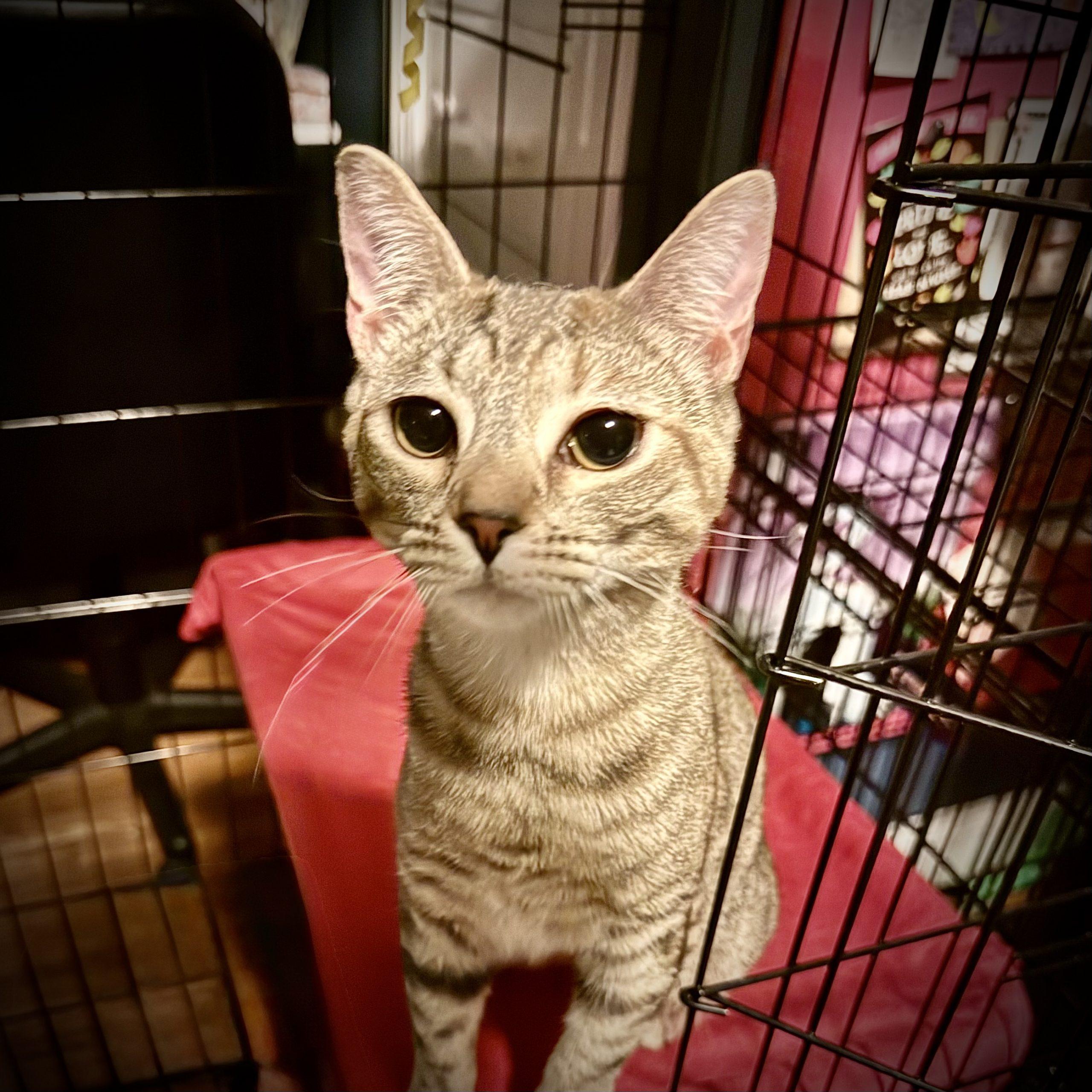 Enlarge Melon, a Adoptable Domestic Short Hair in Georgetown, KY image 1/1