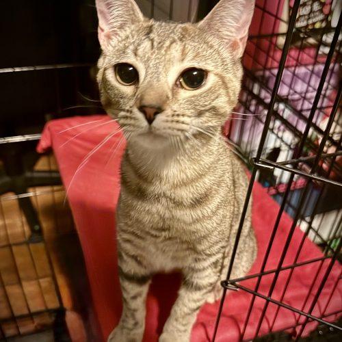 Enlarge Melon, a Adoptable Domestic Short Hair in Georgetown, KY image 5/5