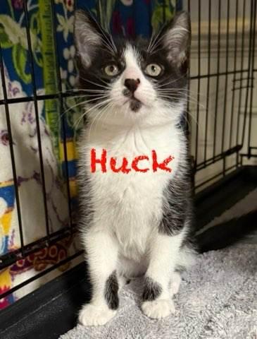 Enlarge Huck, a Adoptable mixed breed in Pawleys Island, SC image 1/1