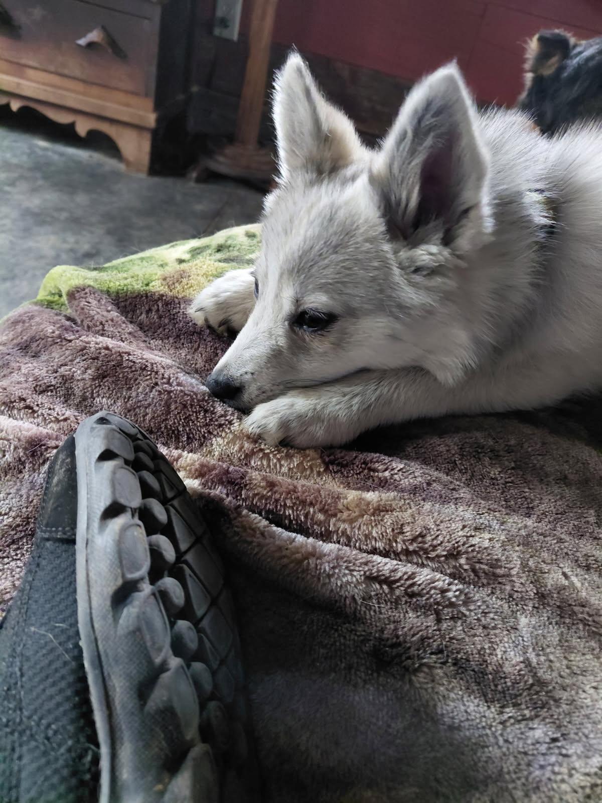 Enlarge ARTICHOKE, an adopted mixed breed in Millerstown, PA image 2/5