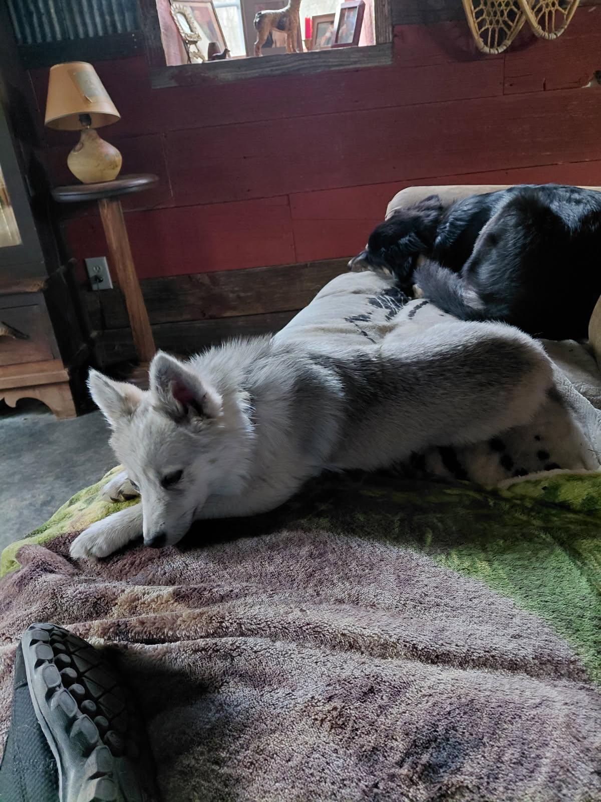 Enlarge ARTICHOKE, an adopted mixed breed in Millerstown, PA image 4/5