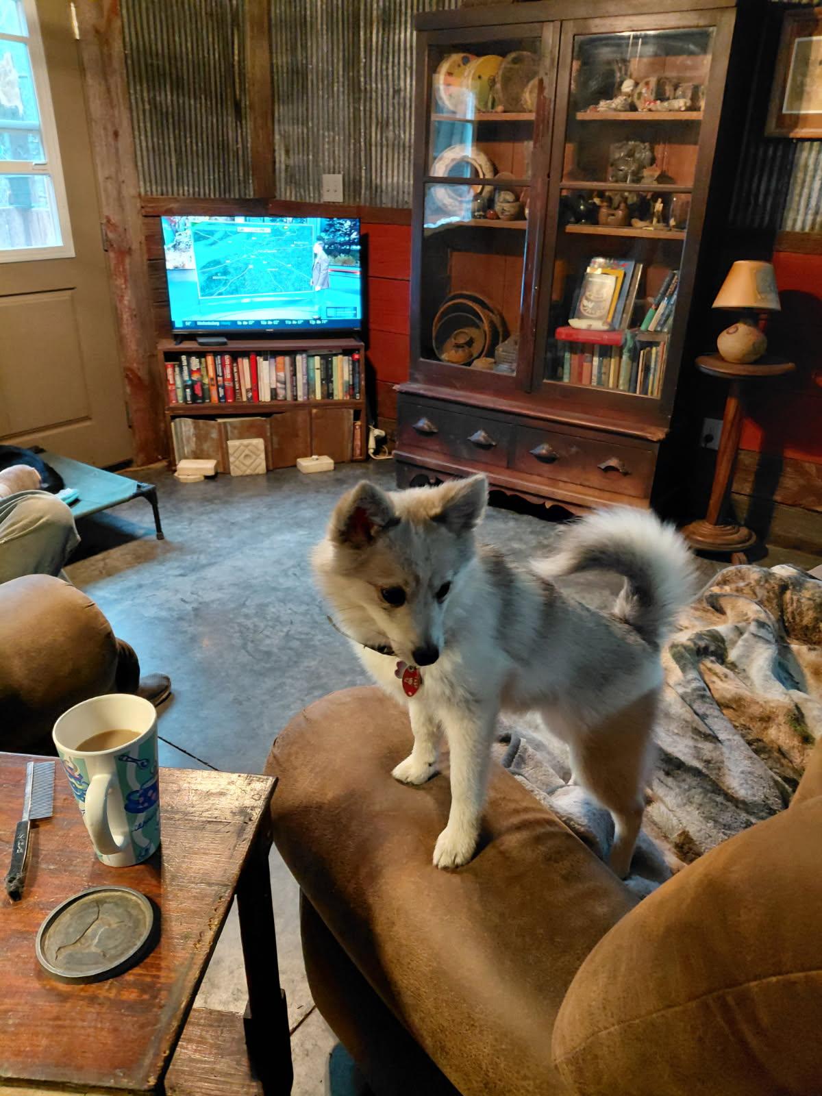 Enlarge ARTICHOKE, an adopted mixed breed in Millerstown, PA image 3/5