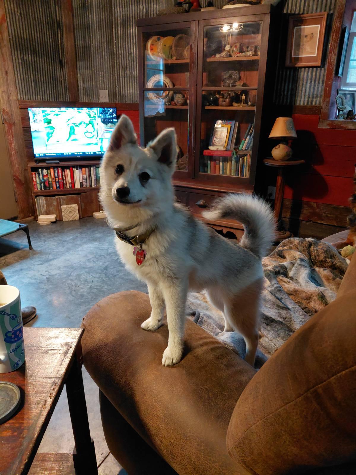 ARTICHOKE, adopted, Young Male Pomeranian & Husky.