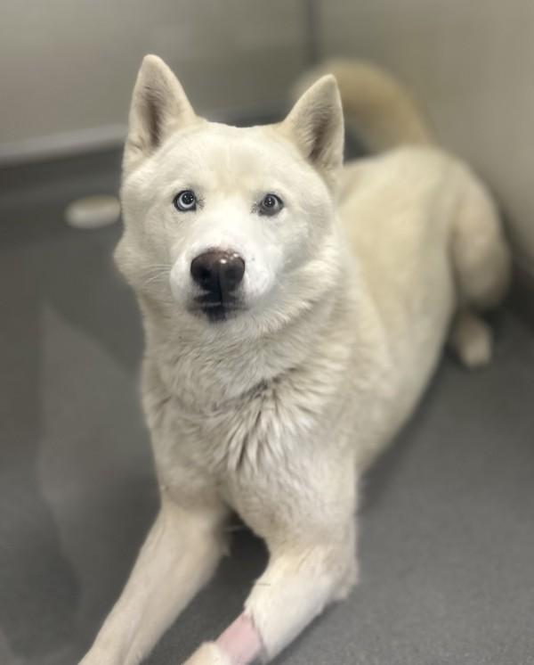 Oso, Adoptable, Adult Male Siberian Husky.