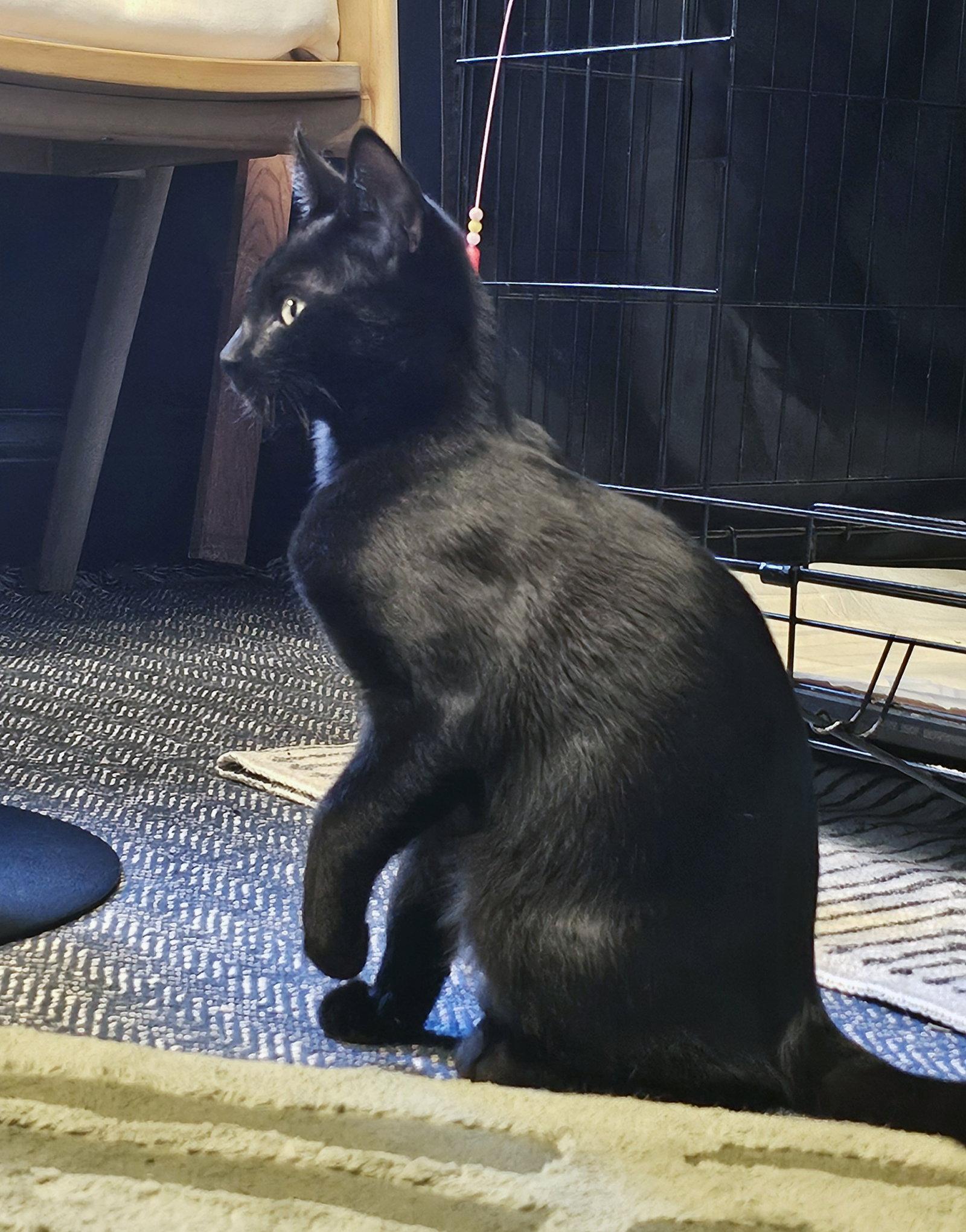 Enlarge Coco, a Adoptable Domestic Short Hair in Alameda, CA image 1/3
