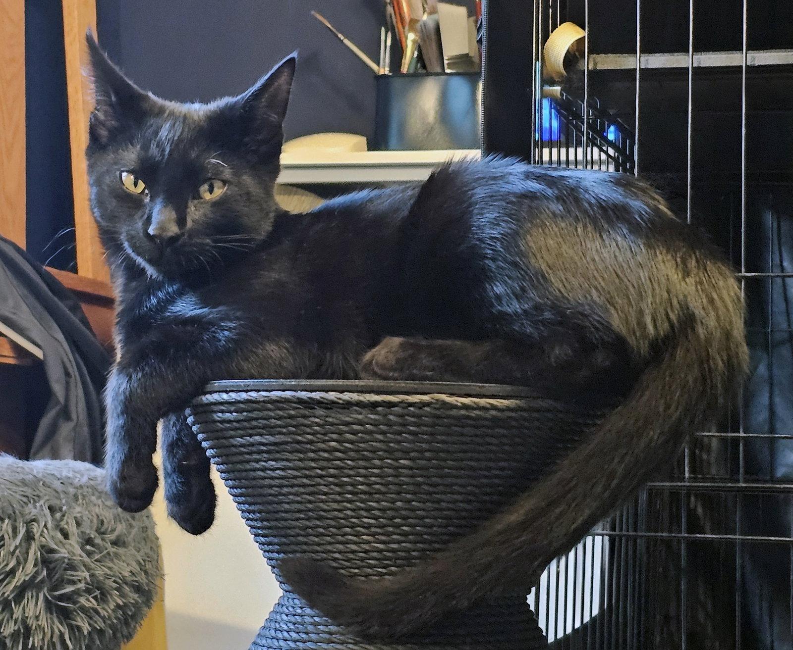 Enlarge Coco, a Adoptable Domestic Short Hair in Alameda, CA image 2/3