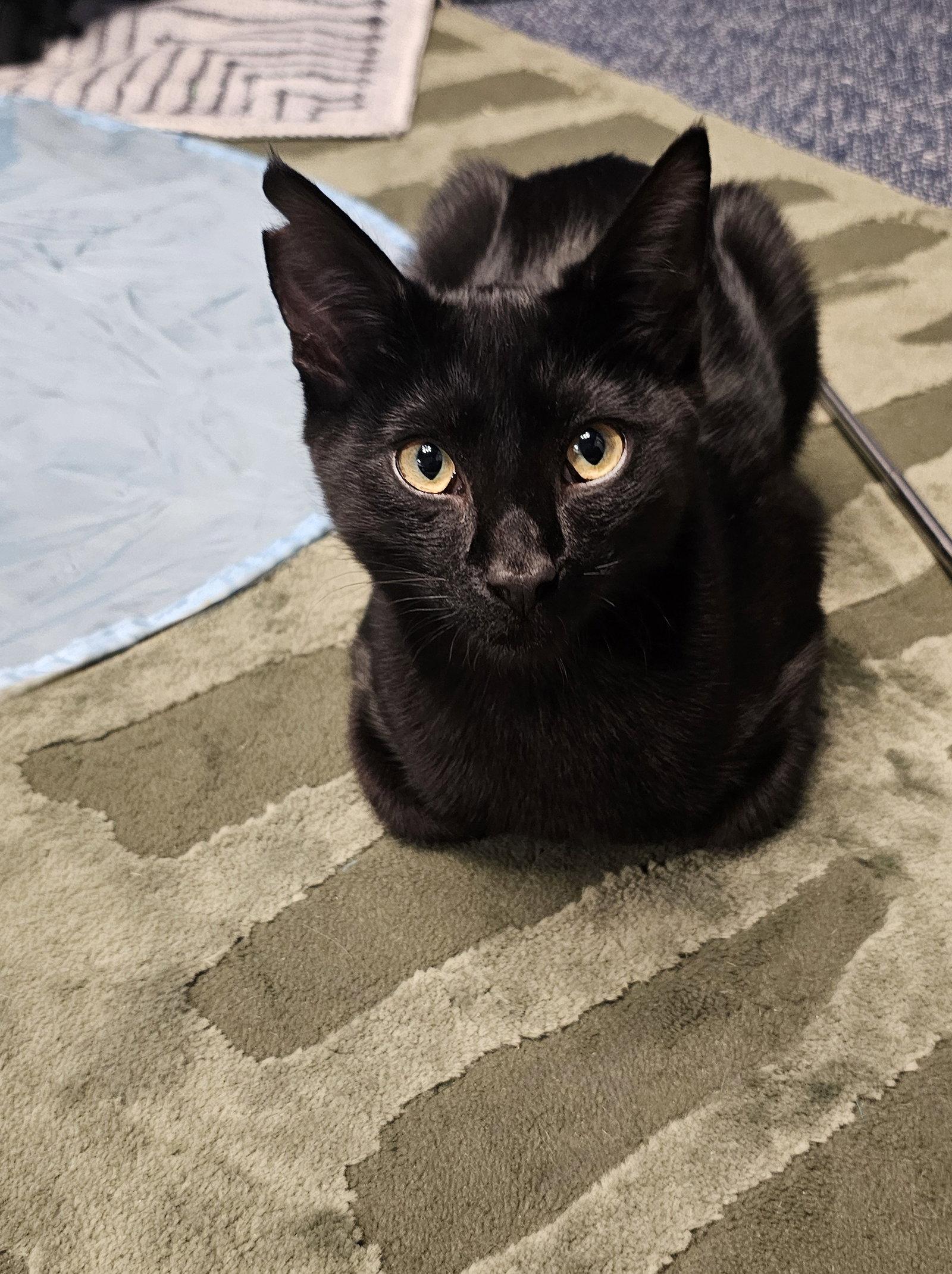 Enlarge Coco, a Adoptable Domestic Short Hair in Alameda, CA image 3/3