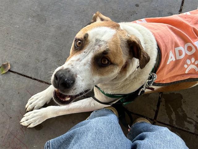 Enlarge MOTO, a Adoptable mixed breed in Phoenix, AZ image 1/1