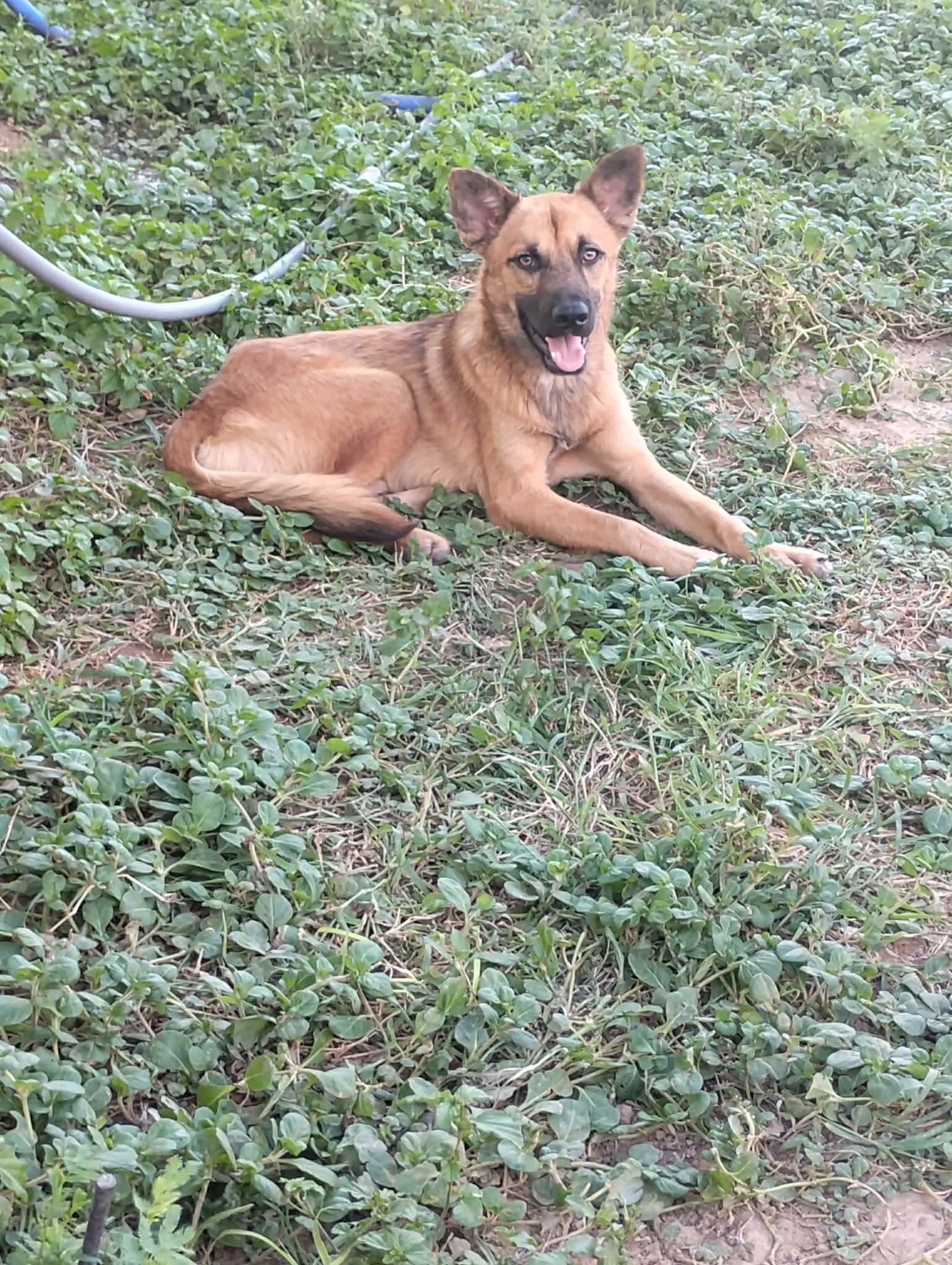 Enlarge Wolfie, a Adoptable mixed breed in Paramus, NJ image 2/6