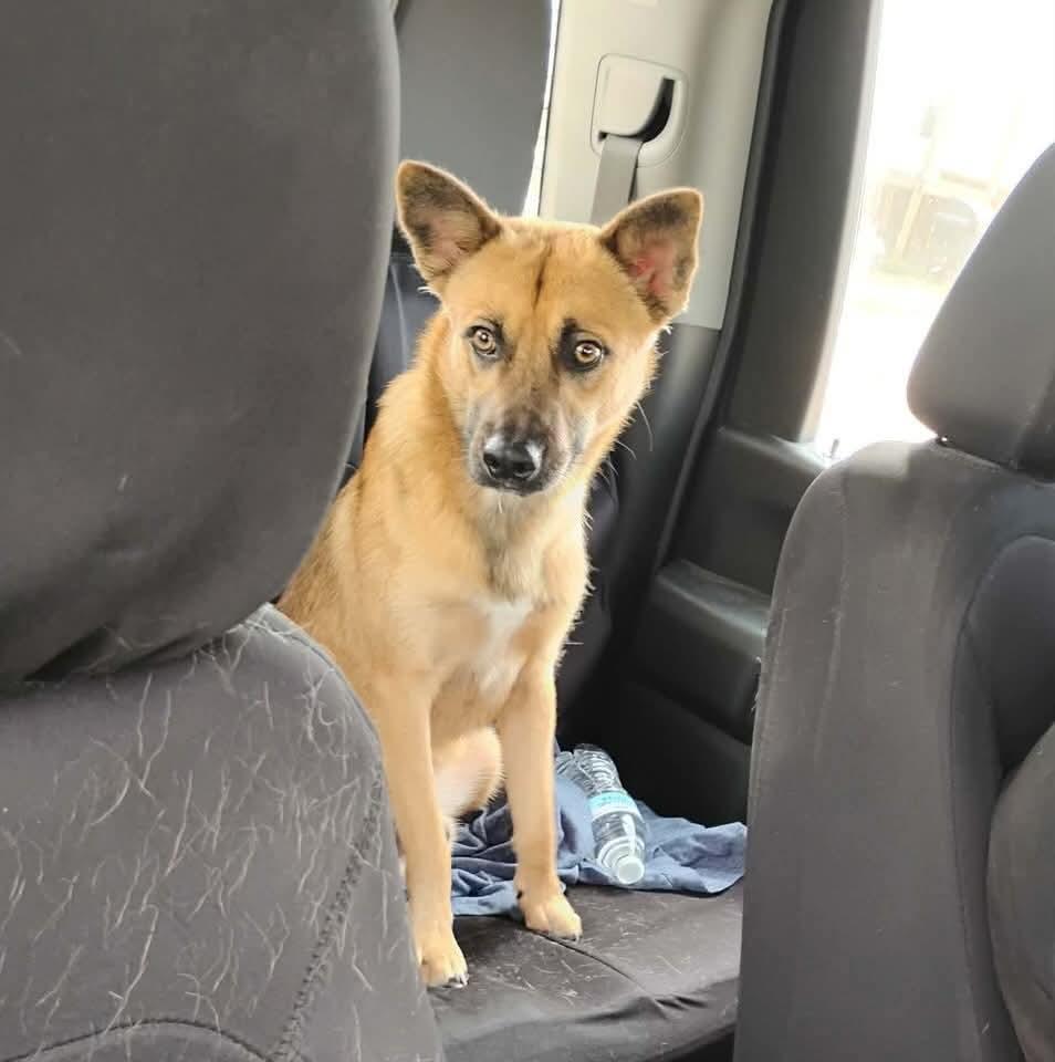 Enlarge Wolfie, a Adoptable mixed breed in Paramus, NJ image 4/6