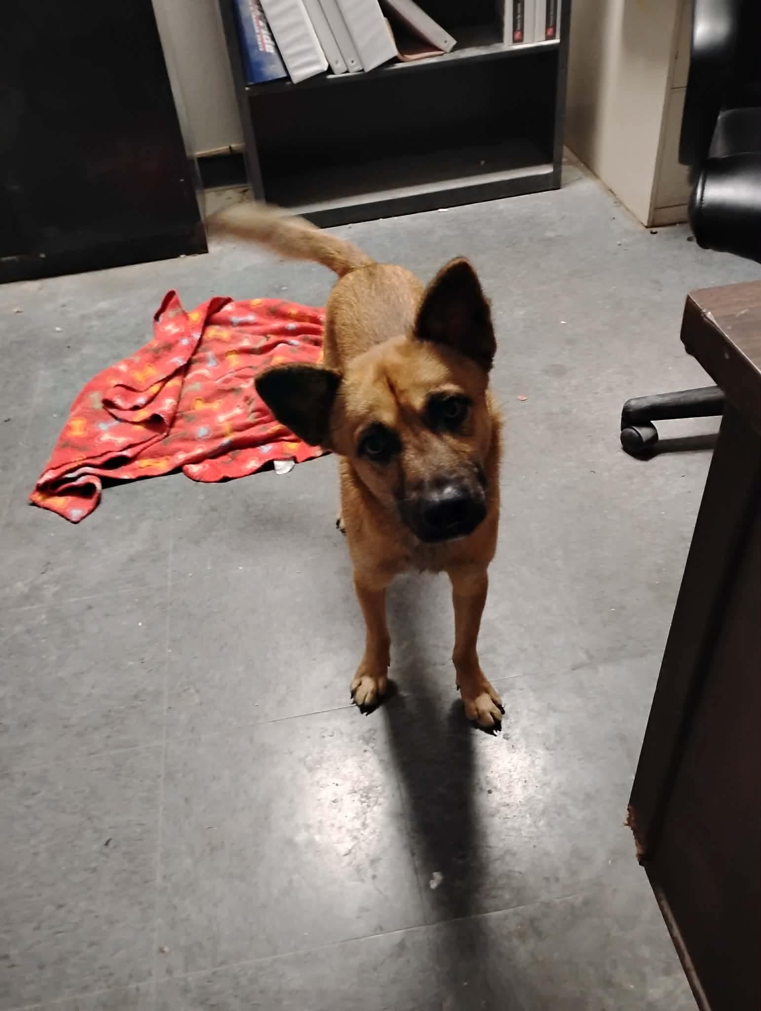 Enlarge Wolfie, a Adoptable mixed breed in Paramus, NJ image 3/6