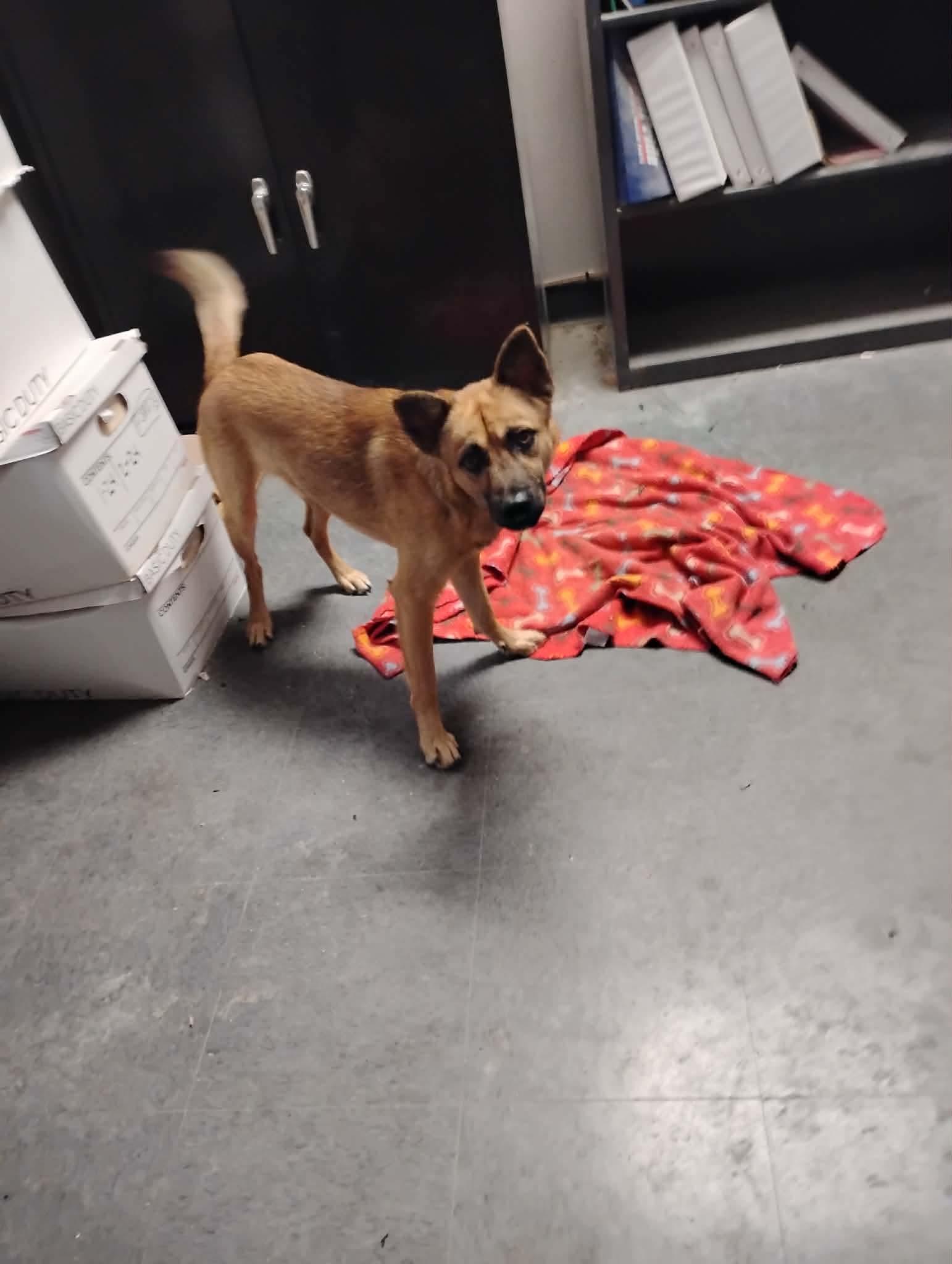 Enlarge Wolfie, a Adoptable mixed breed in Paramus, NJ image 6/6