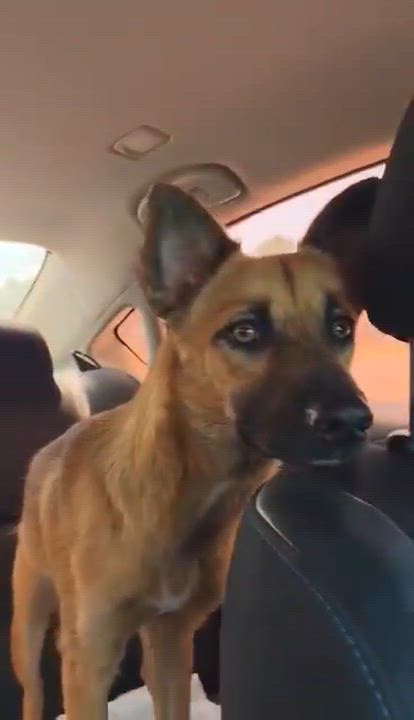 Enlarge Wolfie, a Adoptable mixed breed in Paramus, NJ video 5/6