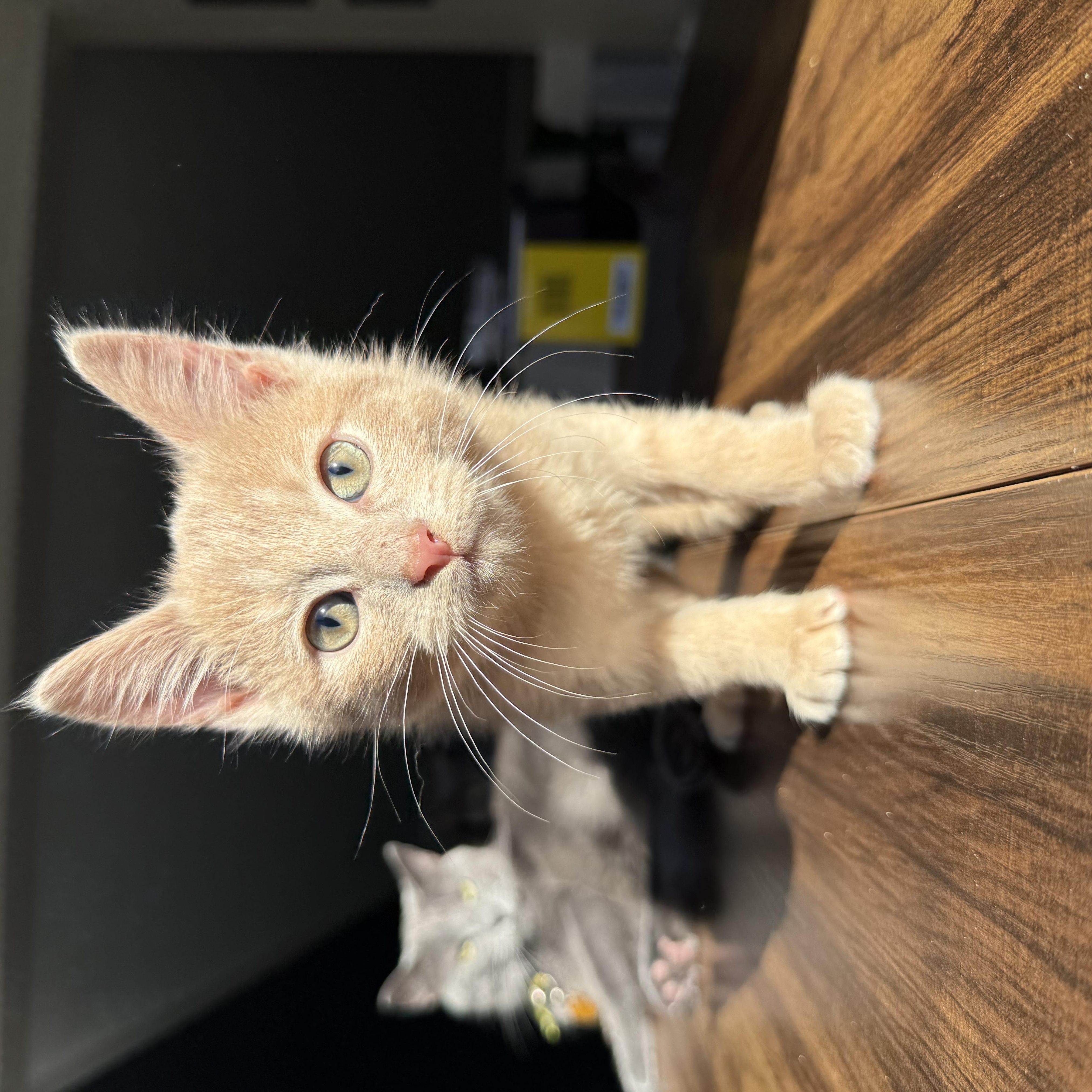 Oakley, a Adopted Domestic Short Hair in Miamisburg, OH image 5/6