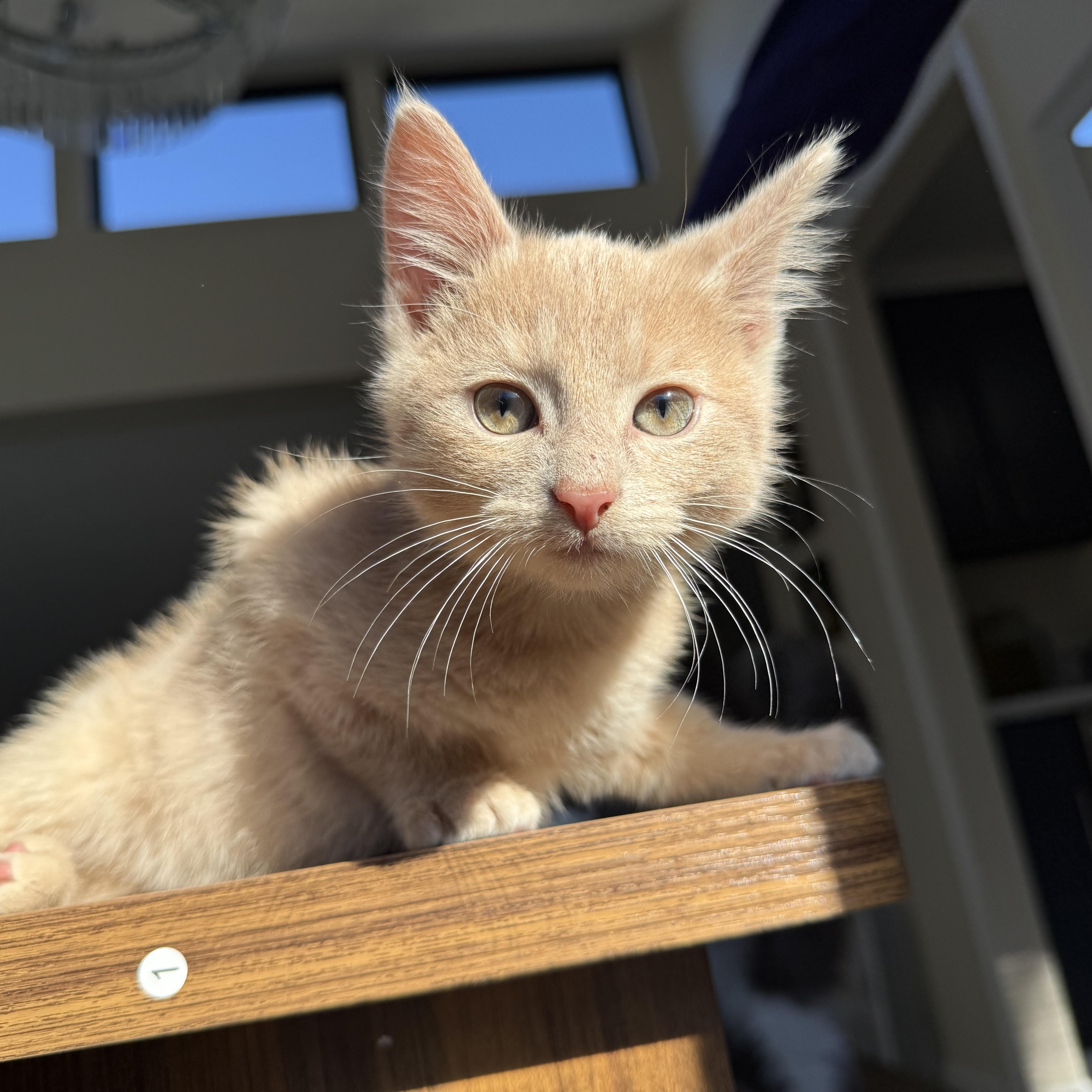 Oakley, a Adopted Domestic Short Hair in Miamisburg, OH image 3/6