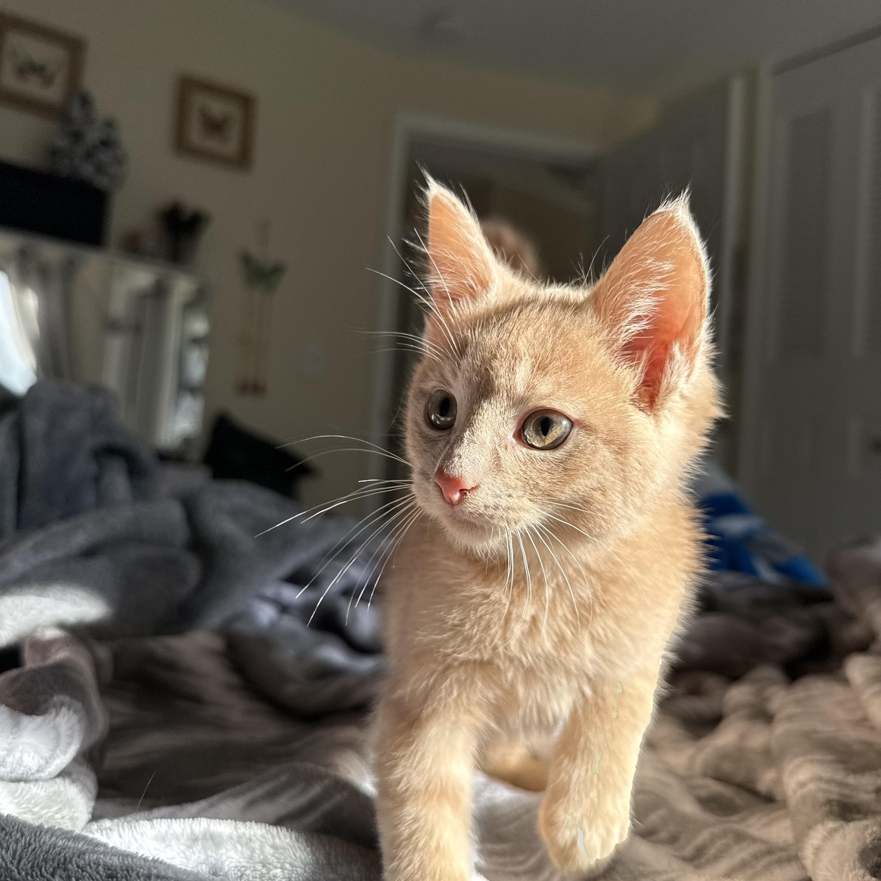 Oakley, a Adopted Domestic Short Hair in Miamisburg, OH image 4/6