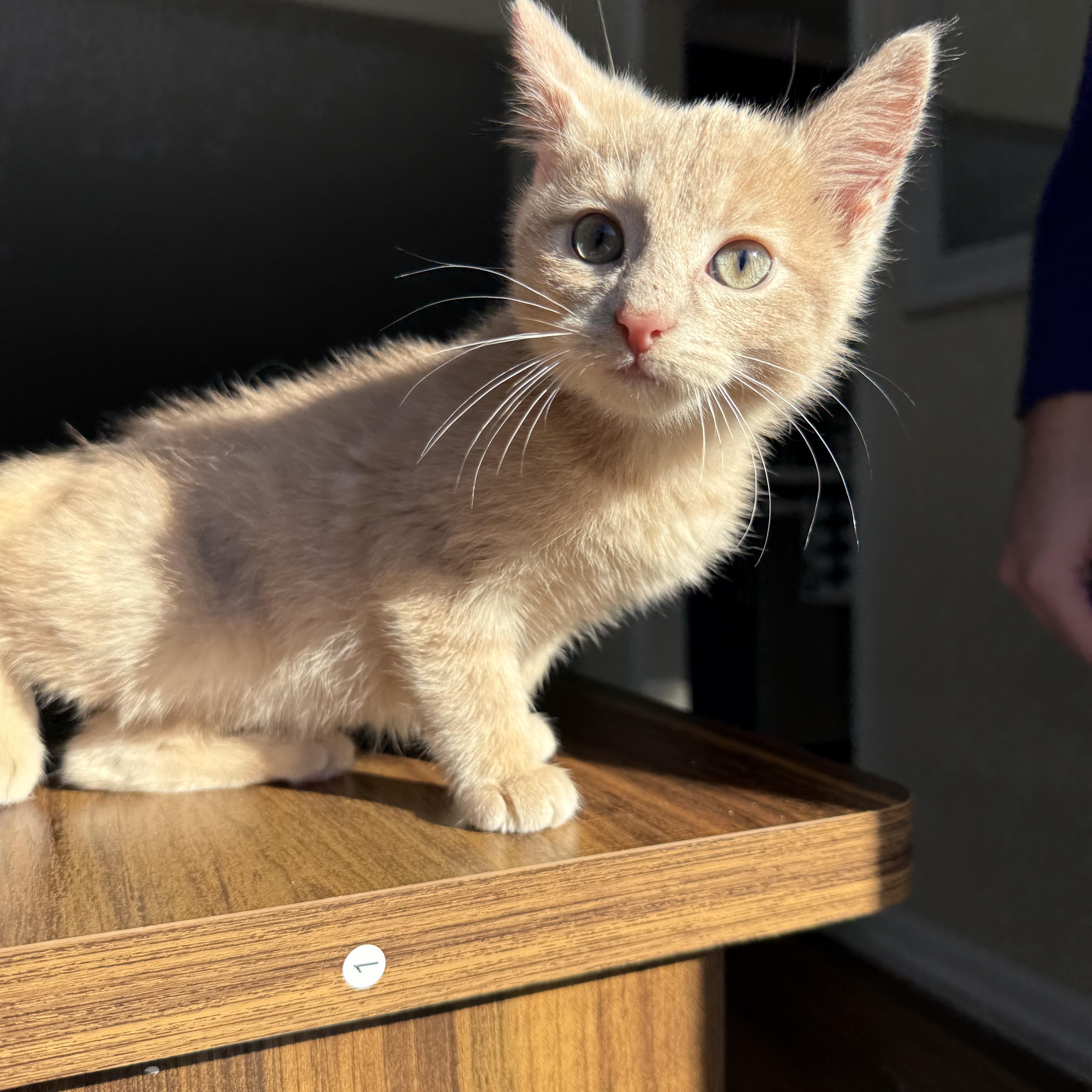 Oakley, a Adopted Domestic Short Hair in Miamisburg, OH image 6/6