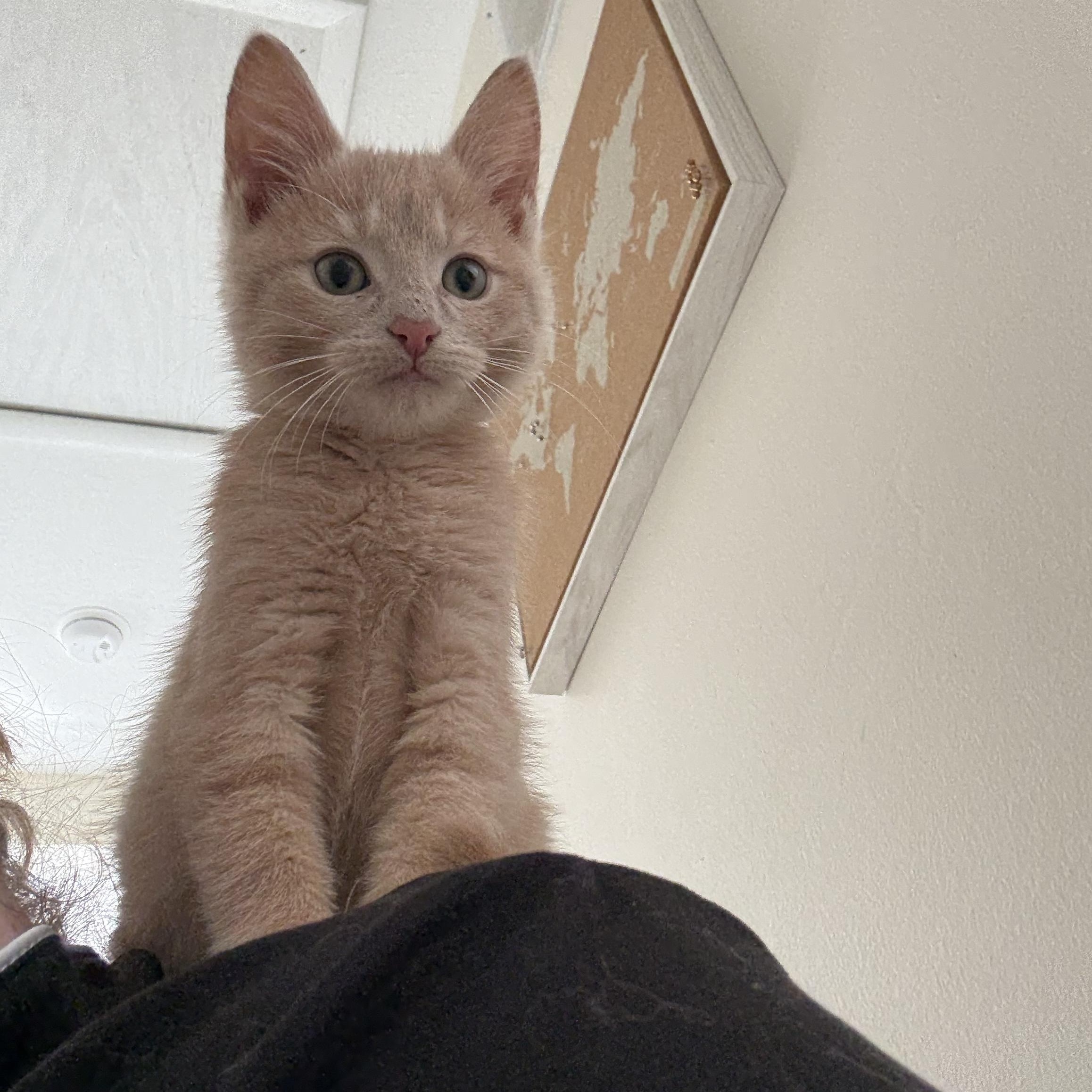 Oakley, a Adopted Domestic Short Hair in Miamisburg, OH image 2/6