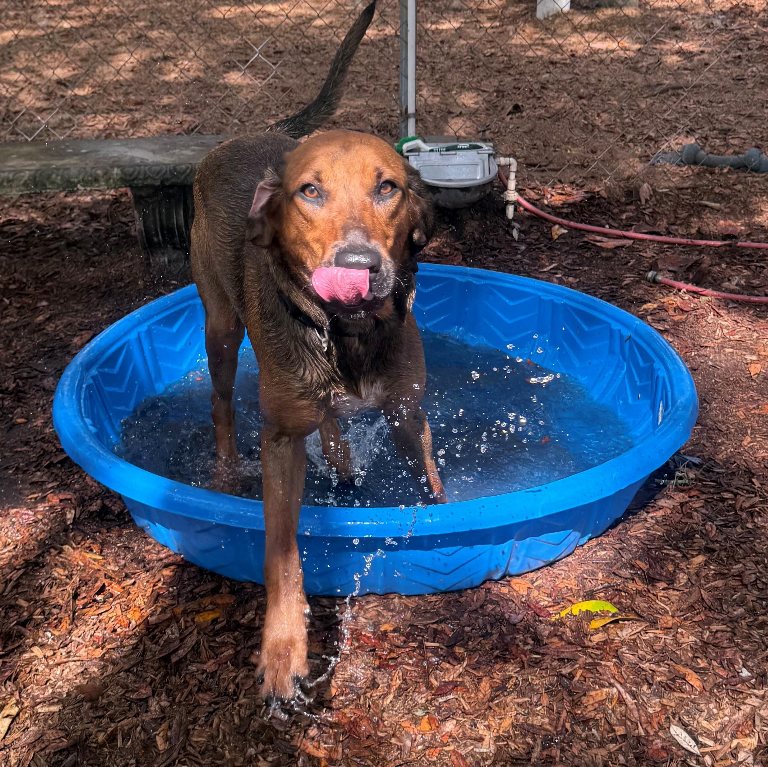 Enlarge Harley, a ADOPTABLE mixed breed in St. Augustine, FL image 1/3