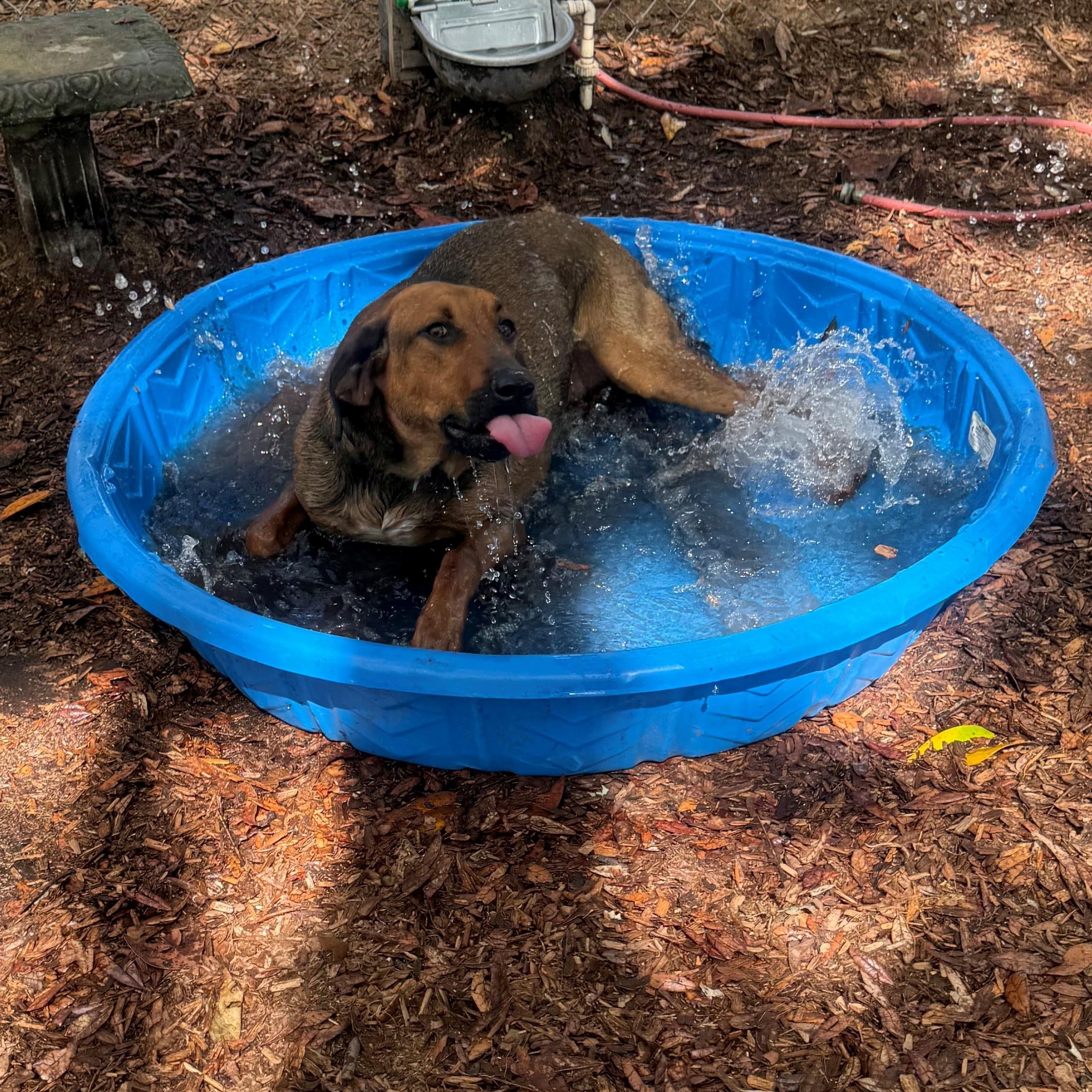 Enlarge Harley, a ADOPTABLE mixed breed in St. Augustine, FL image 3/3