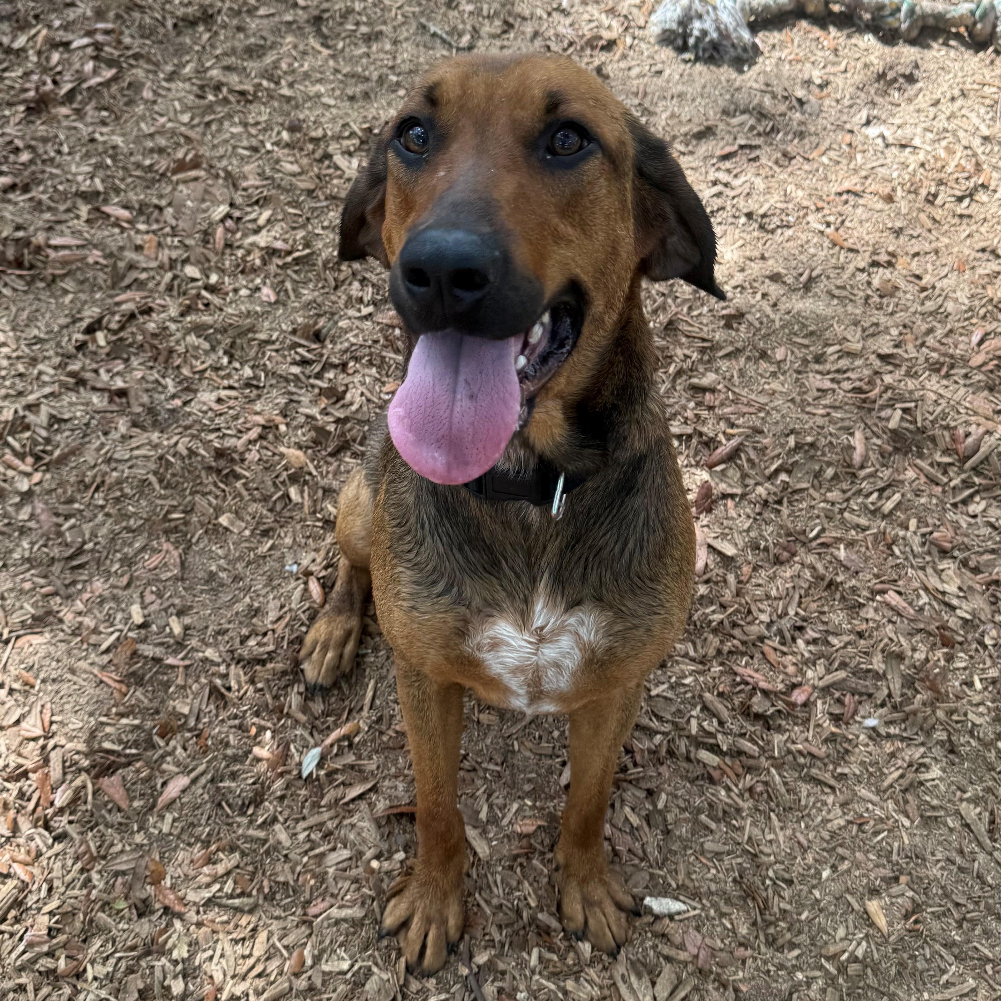 Enlarge Harley, a ADOPTABLE mixed breed in St. Augustine, FL image 2/3