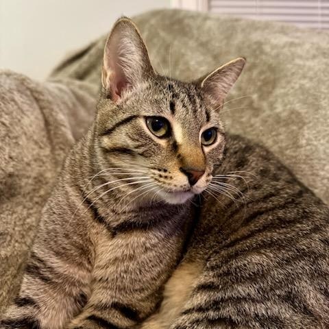 Atlas, Adoptable, Young Male Domestic Short Hair.