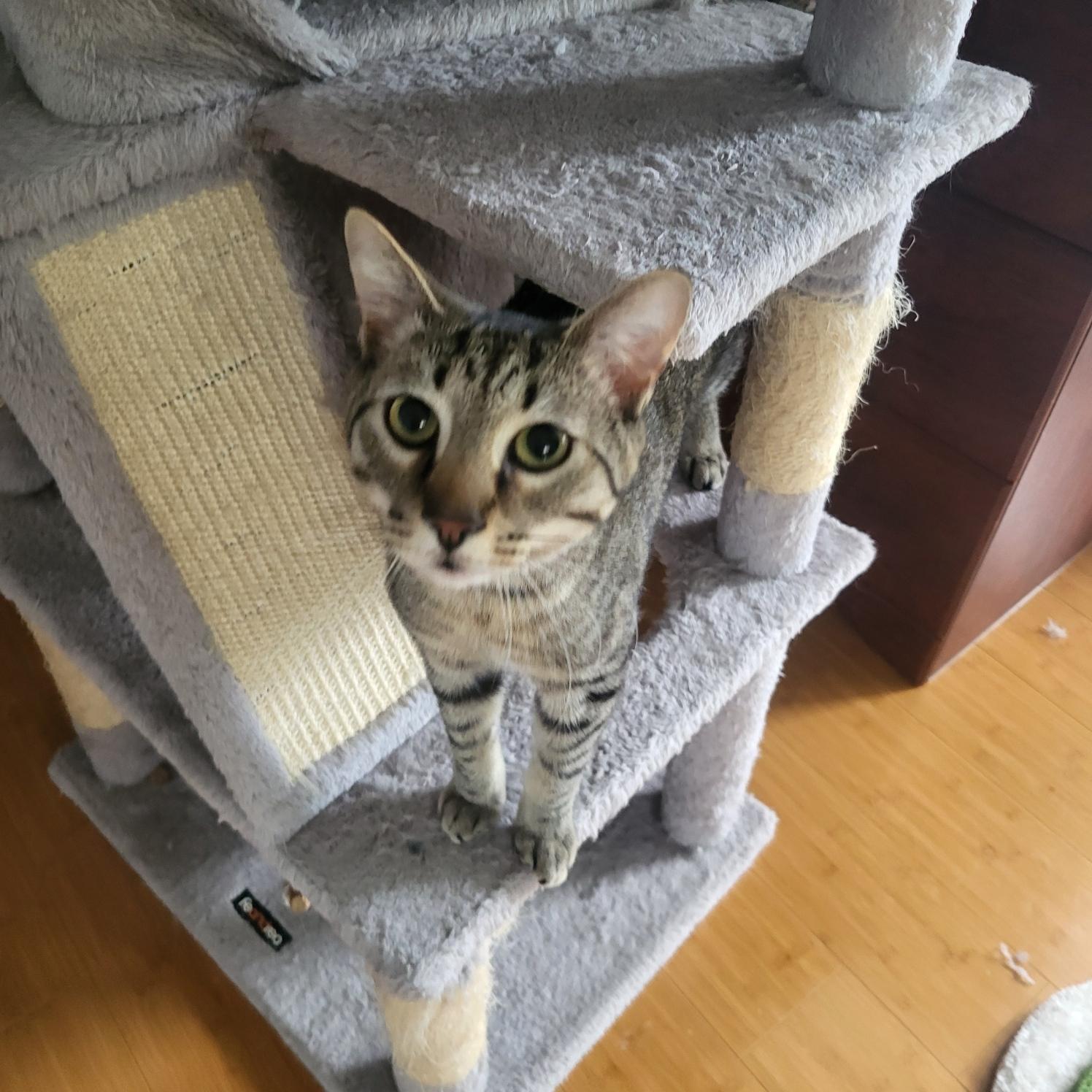 Atlas, a Adoptable Domestic Short Hair in Pitman, NJ image 2/3