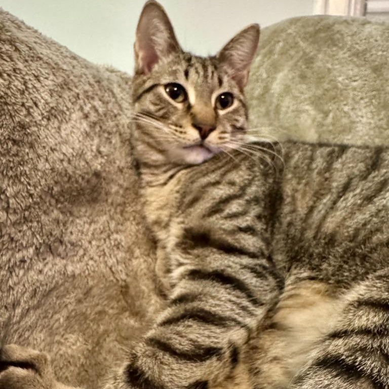 Atlas, a Adoptable Domestic Short Hair in Pitman, NJ image 3/3