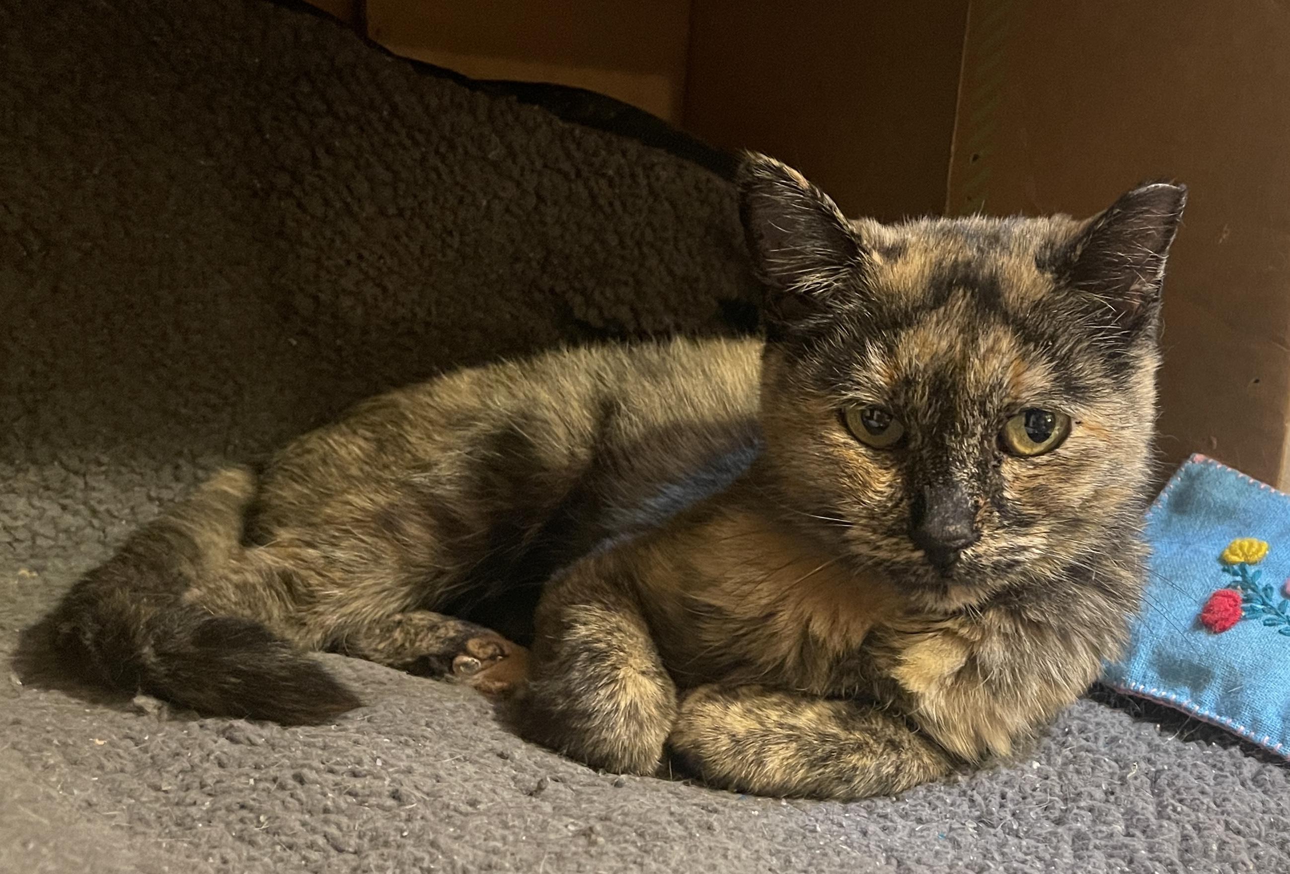 Enlarge Audrey Hepburn (call or text Maia (maya) 928-282-2604), a ADOPTABLE Tortoiseshell in Sedona, AZ image 1/1