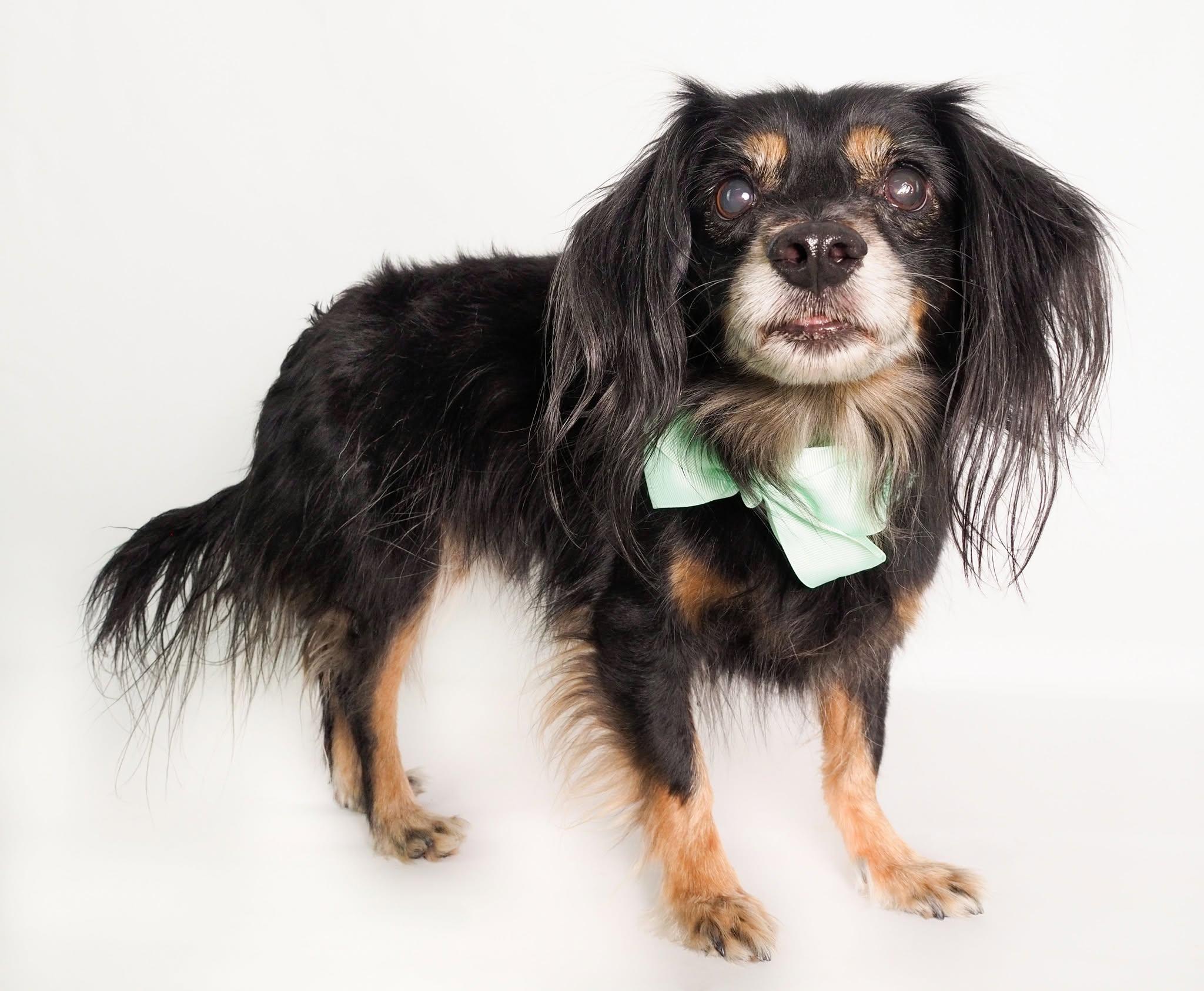 Chuco, an adoptable Dachshund (Long Haired), Spaniel in PHOENIX, AZ, 85019 | Photo Image 3