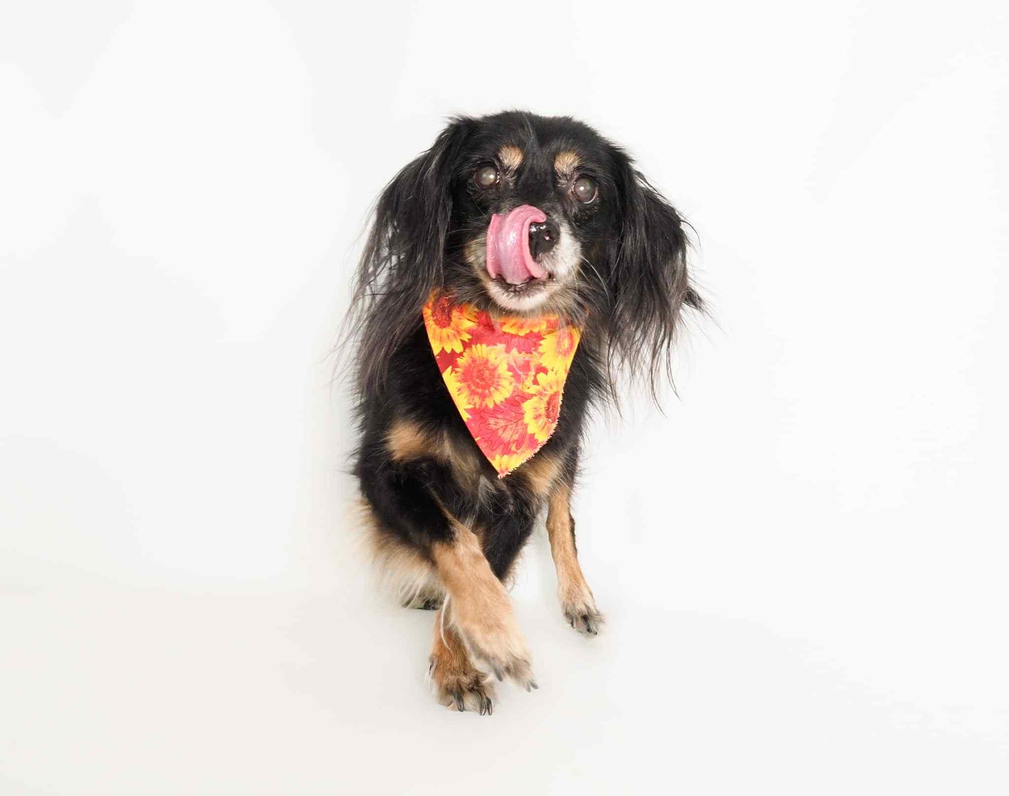 Chuco, an adoptable Dachshund (Long Haired), Spaniel in PHOENIX, AZ, 85019 | Photo Image 5