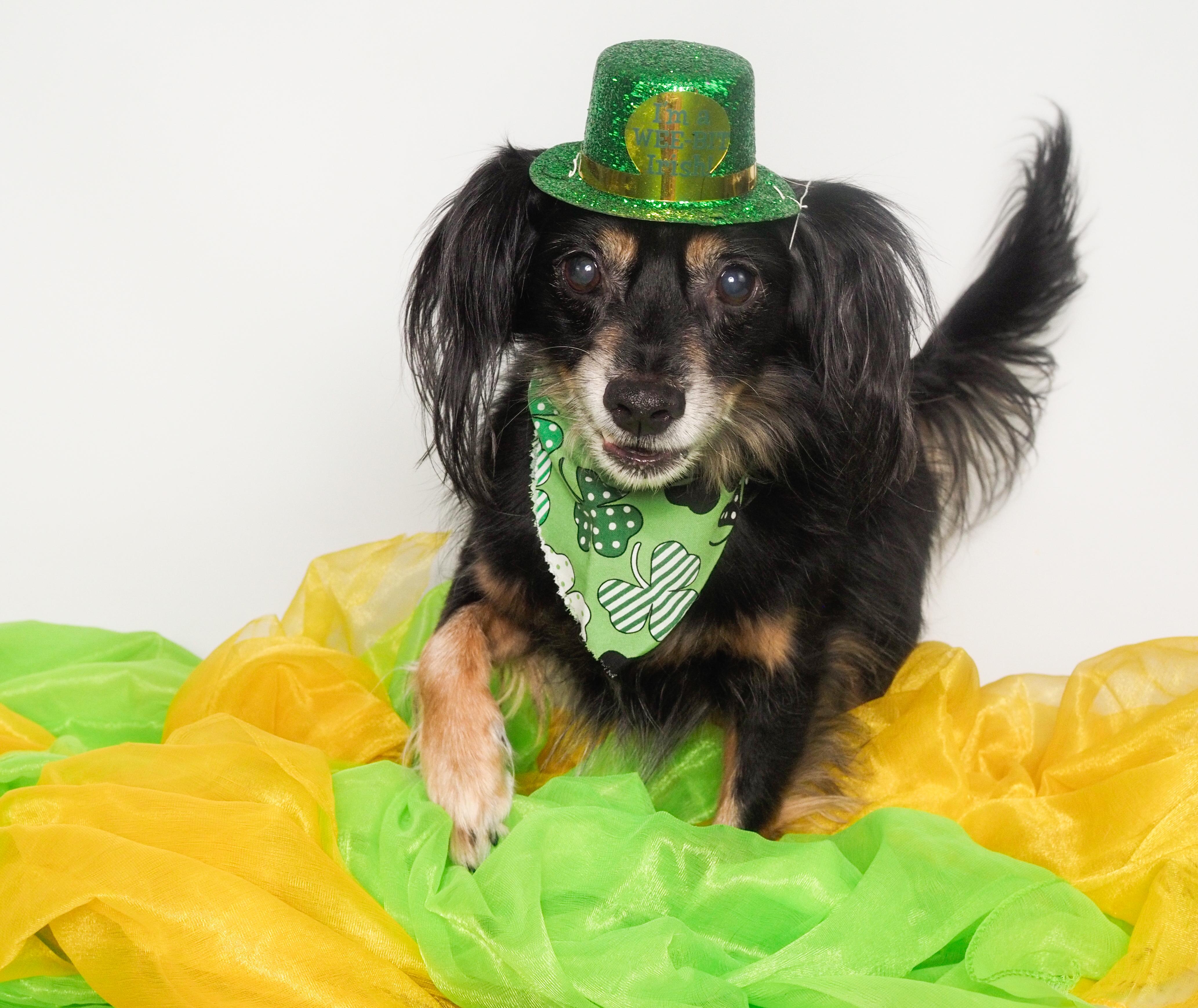 Enlarge Chuco, a Adoptable mixed breed in PHOENIX, AZ image 2/6