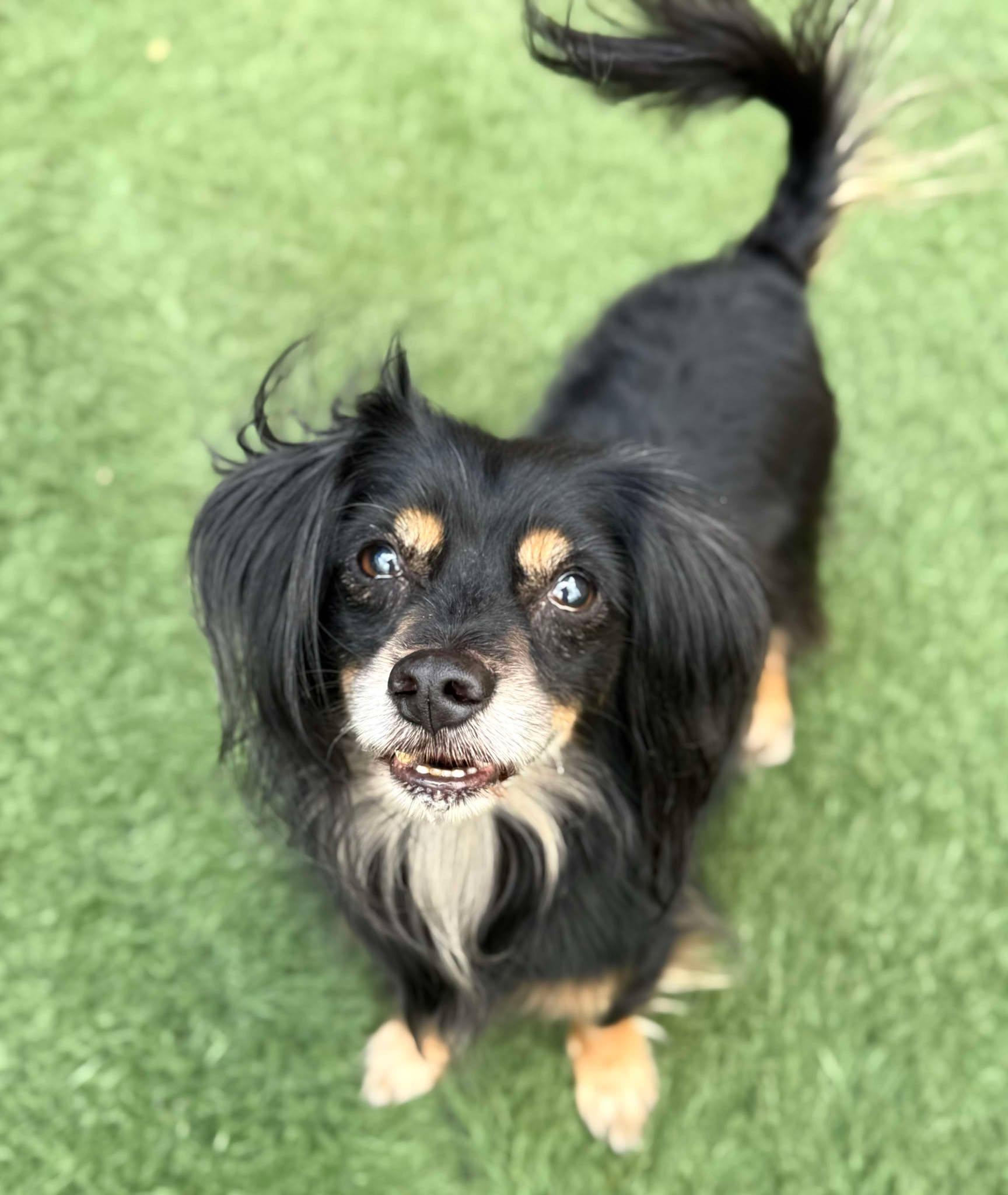 Chuco, an adoptable Dachshund (Long Haired), Spaniel in PHOENIX, AZ, 85019 | Photo Image 1