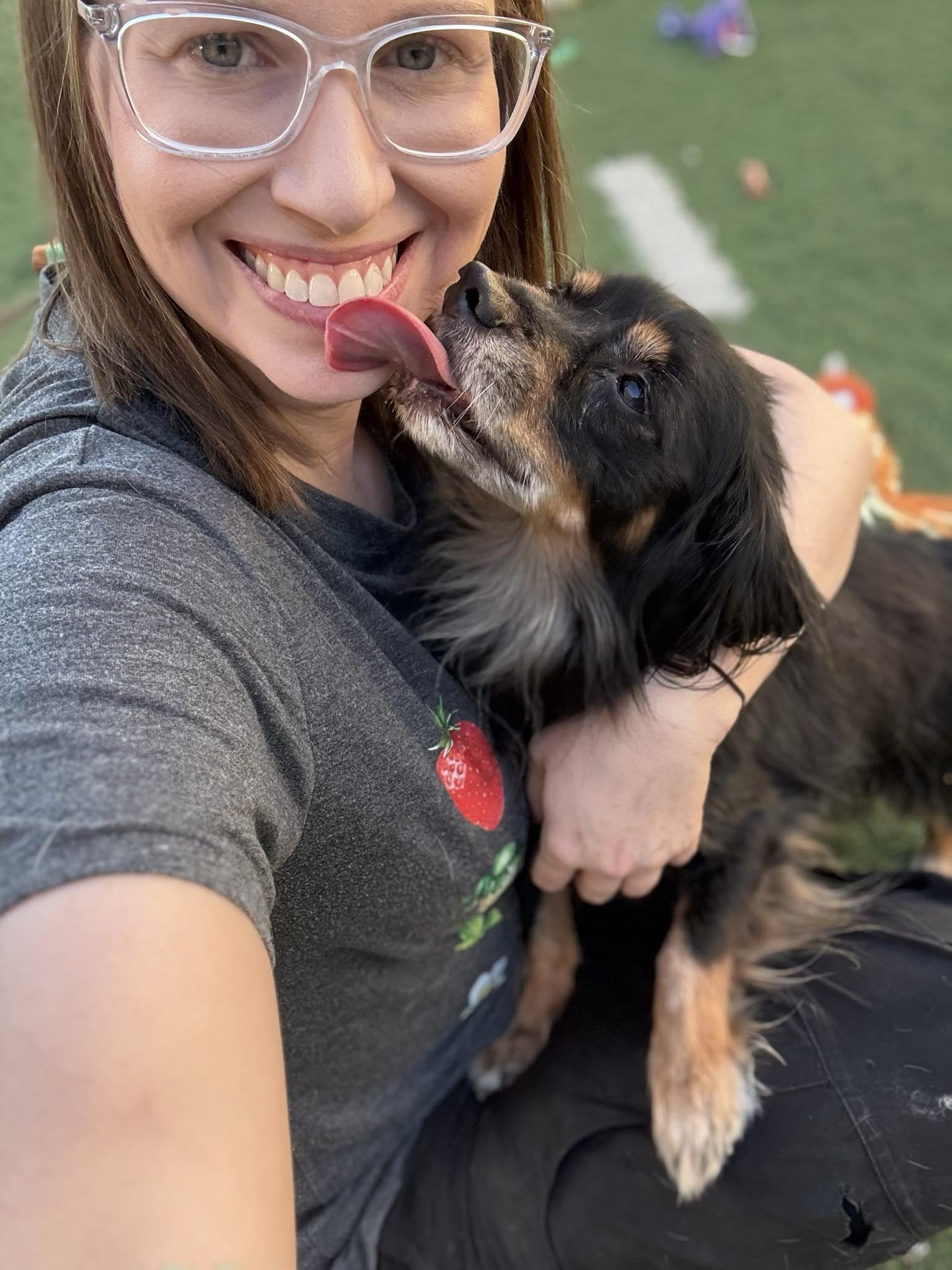 Chuco, an adoptable Dachshund (Long Haired), Spaniel in PHOENIX, AZ, 85019 | Photo Image 2