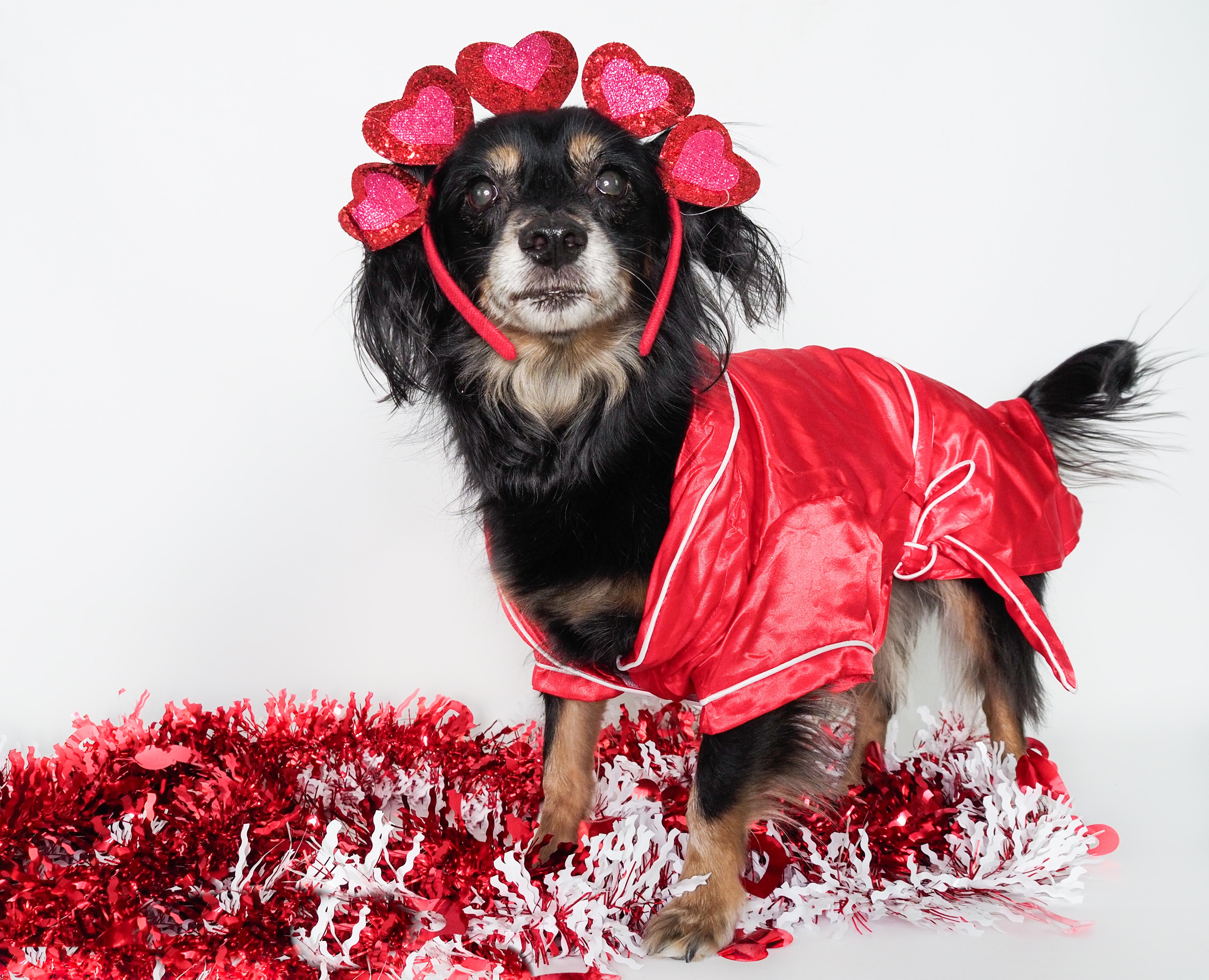 Chuco, Adoptable, Senior Male Dachshund (Long Haired) & Spaniel.
