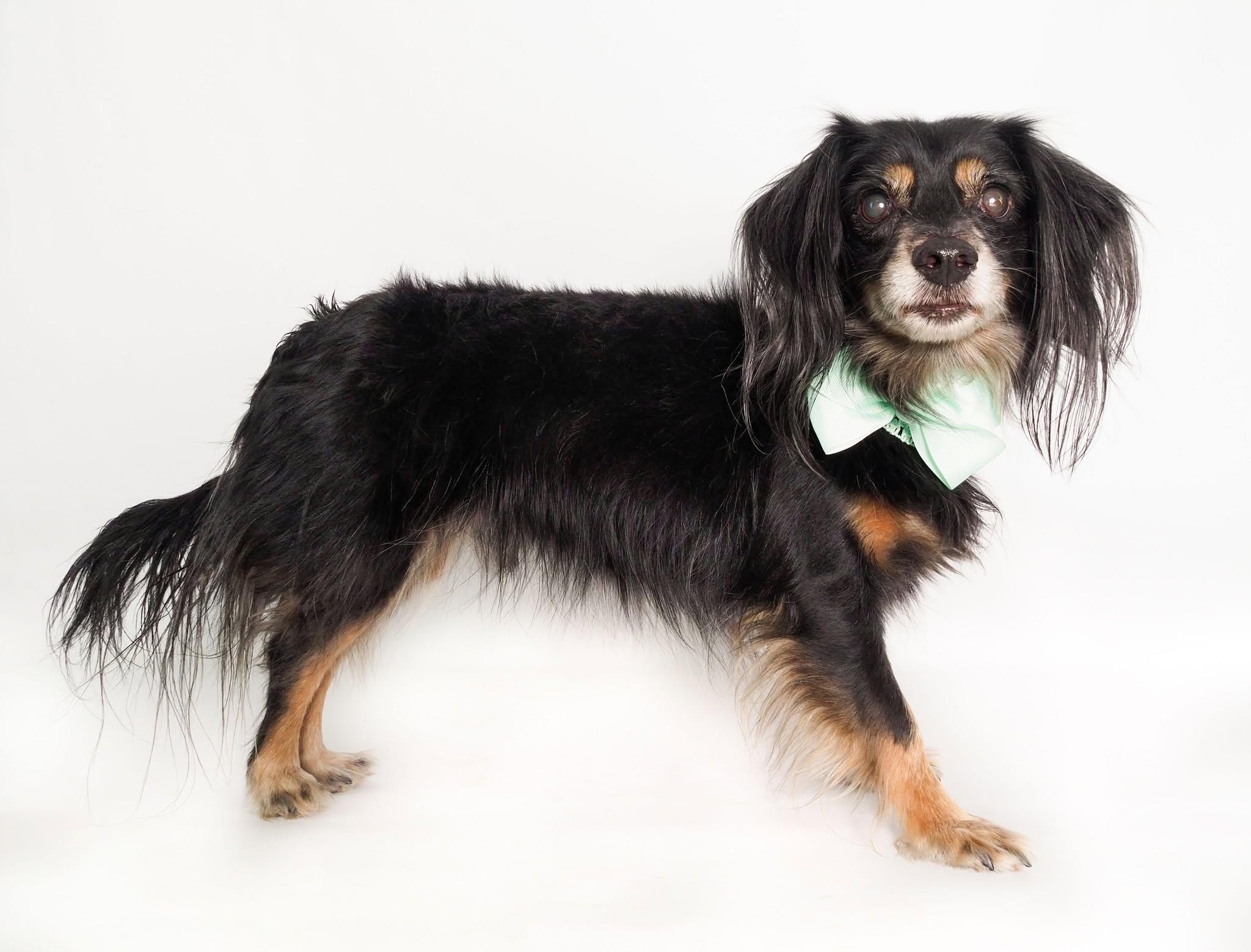 Chuco, an adoptable Dachshund (Long Haired), Spaniel in PHOENIX, AZ, 85019 | Photo Image 4