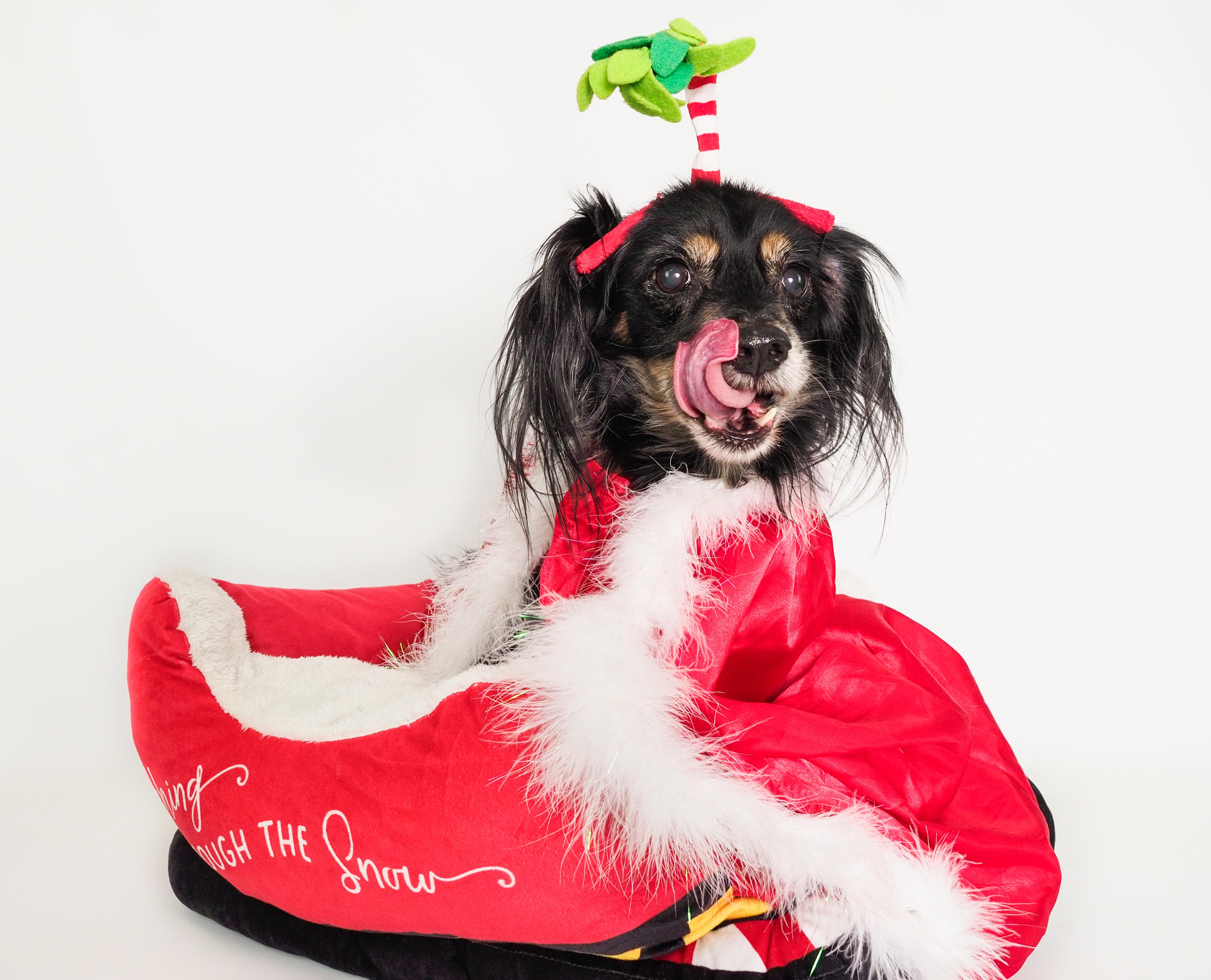 Chuco, Adoptable, Senior Male Dachshund (Long Haired) & Spaniel.