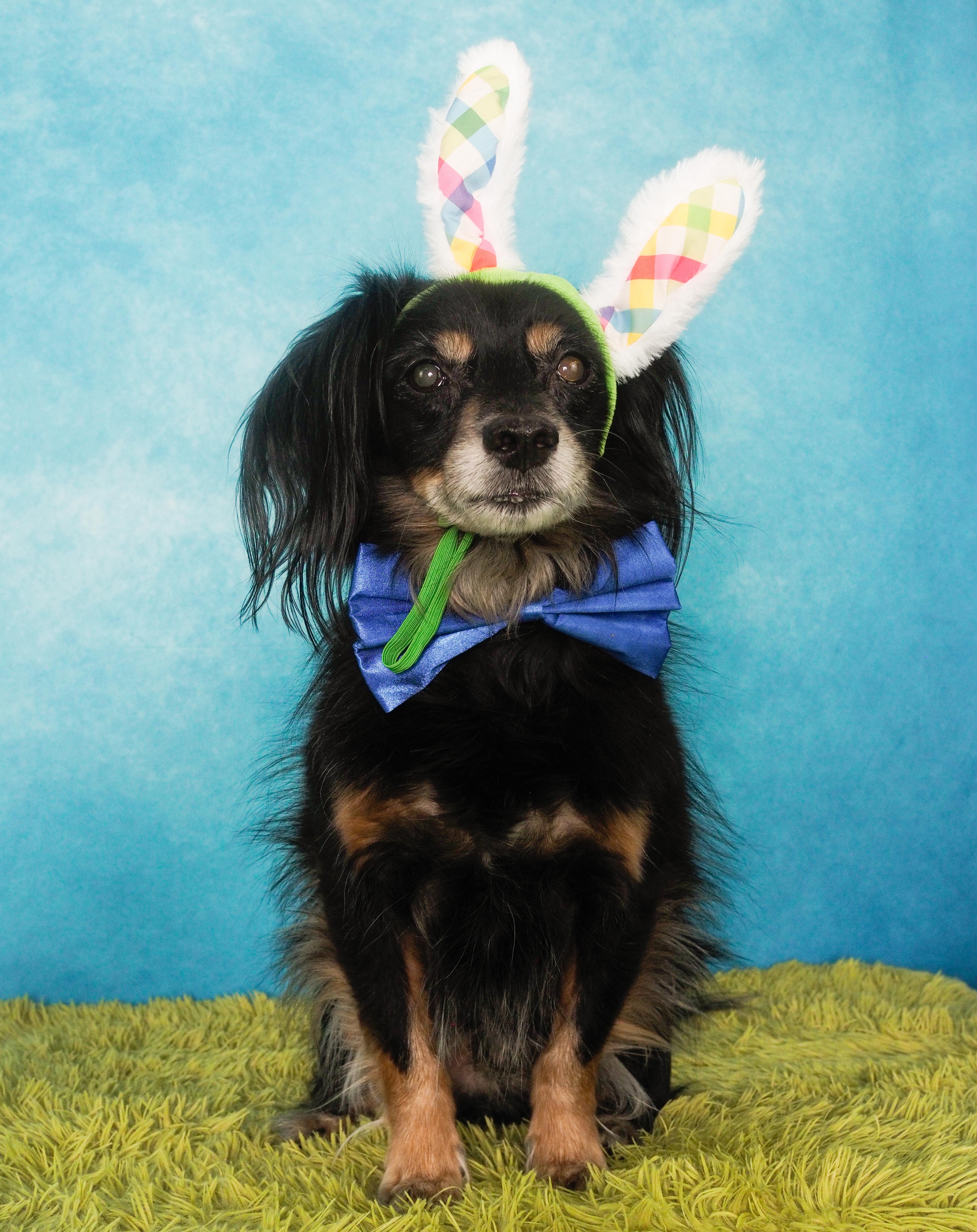 Enlarge Chuco, a Adoptable mixed breed in PHOENIX, AZ image 1/6