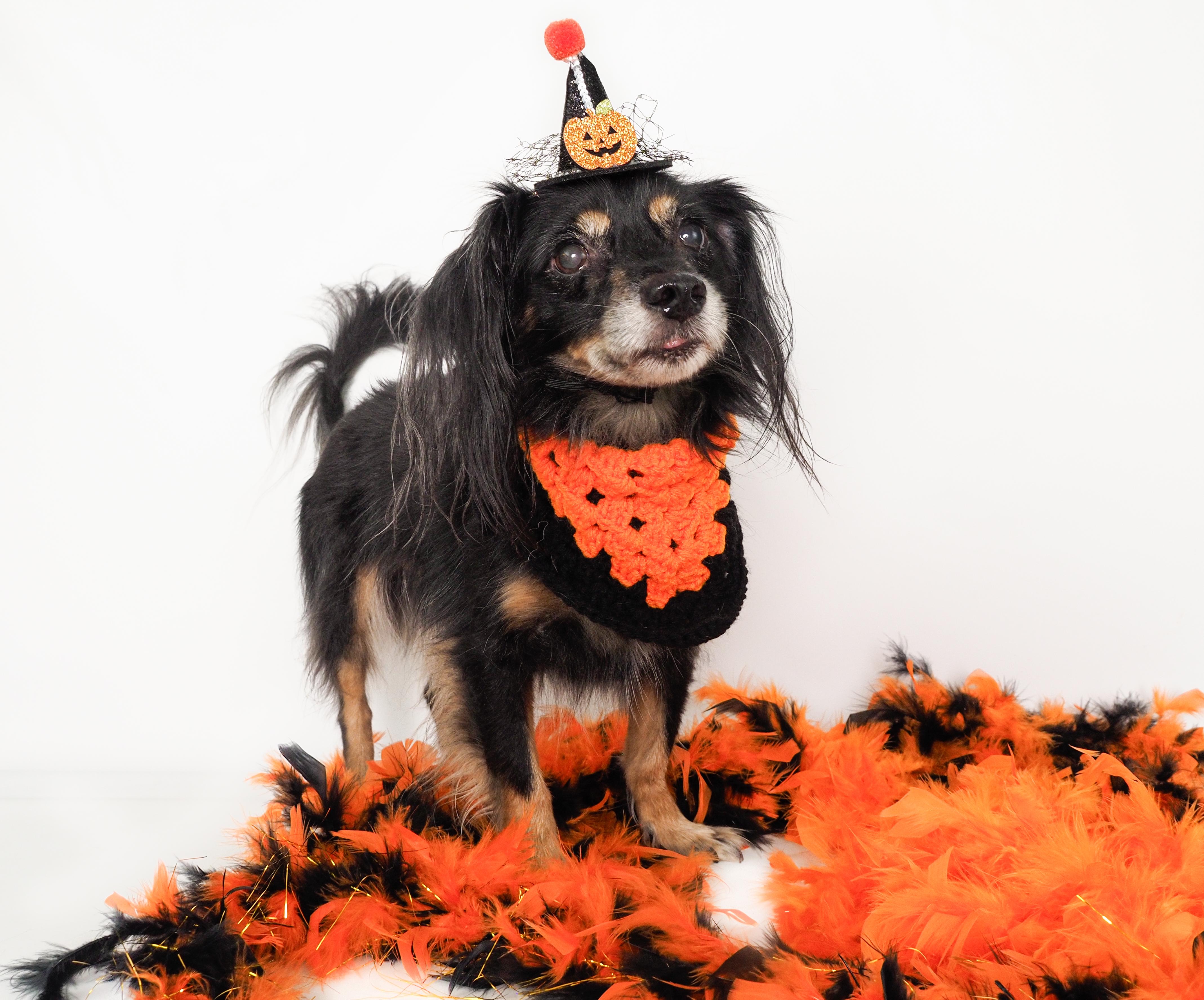 Enlarge Chuco, a Adoptable mixed breed in PHOENIX, AZ image 3/6