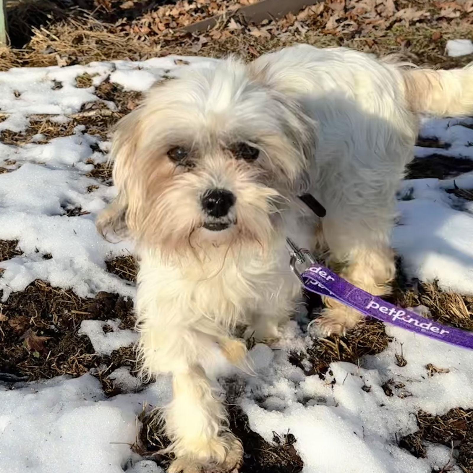 Judy, Adoptable, Adult Female Terrier.