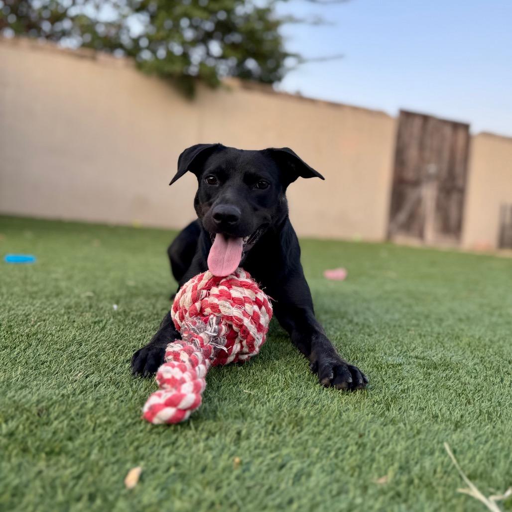 Luna, Adoptable, Young Female Mixed Breed.