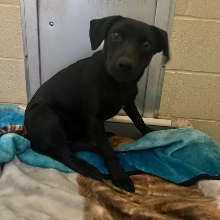 Enlarge Dune, a Adoptable Mixed Breed in Fredericksburg, TX image 1/6