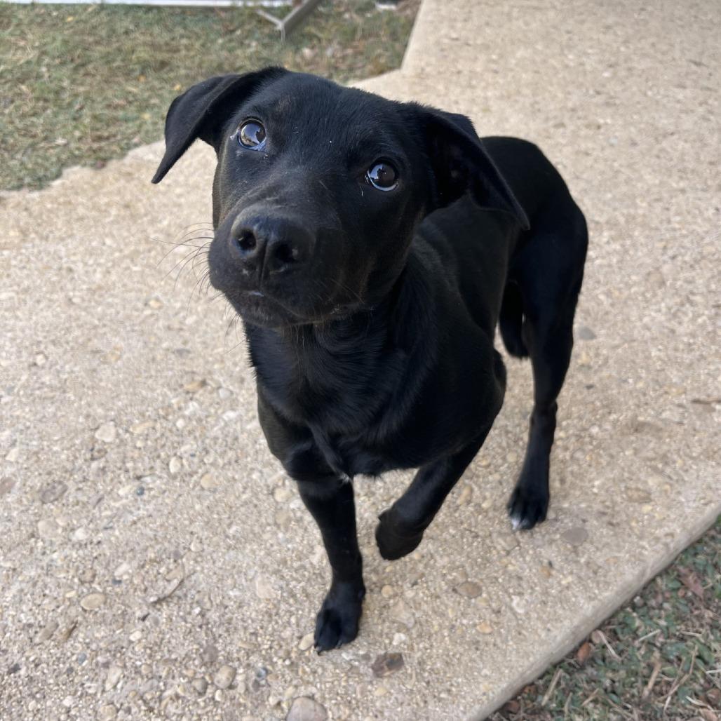 Enlarge Dune, a Adoptable Mixed Breed in Fredericksburg, TX image 2/6