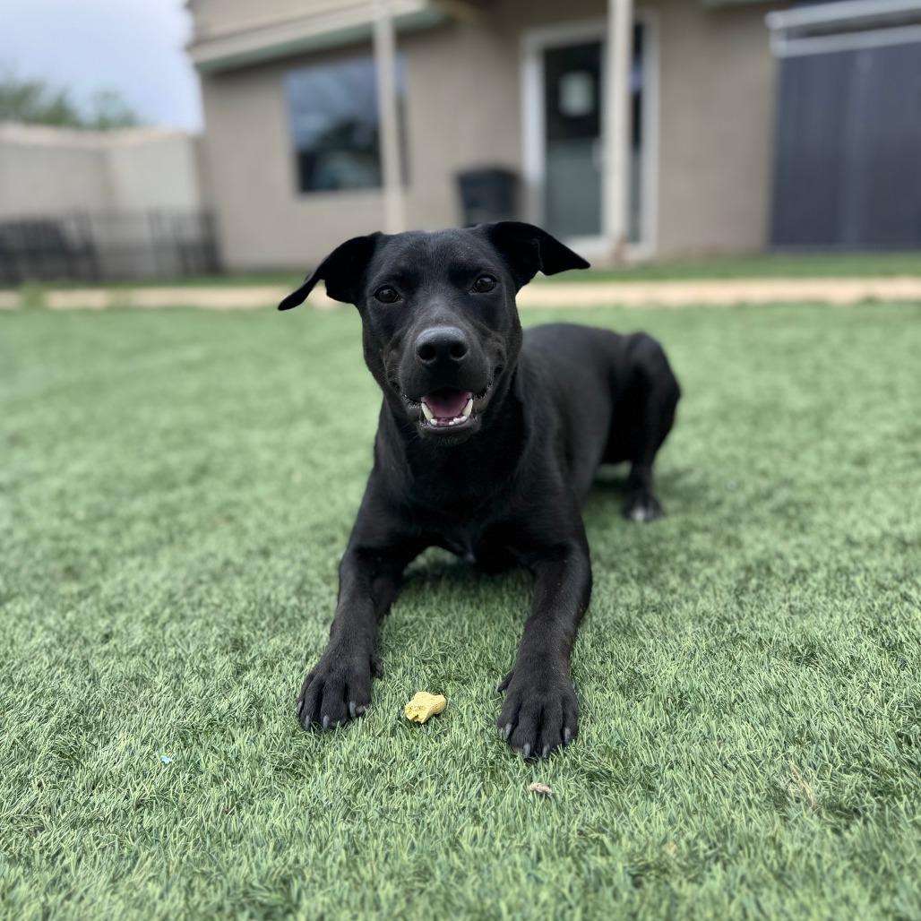 Luna, a Adoptable Mixed Breed in Fredericksburg, TX image 3/6