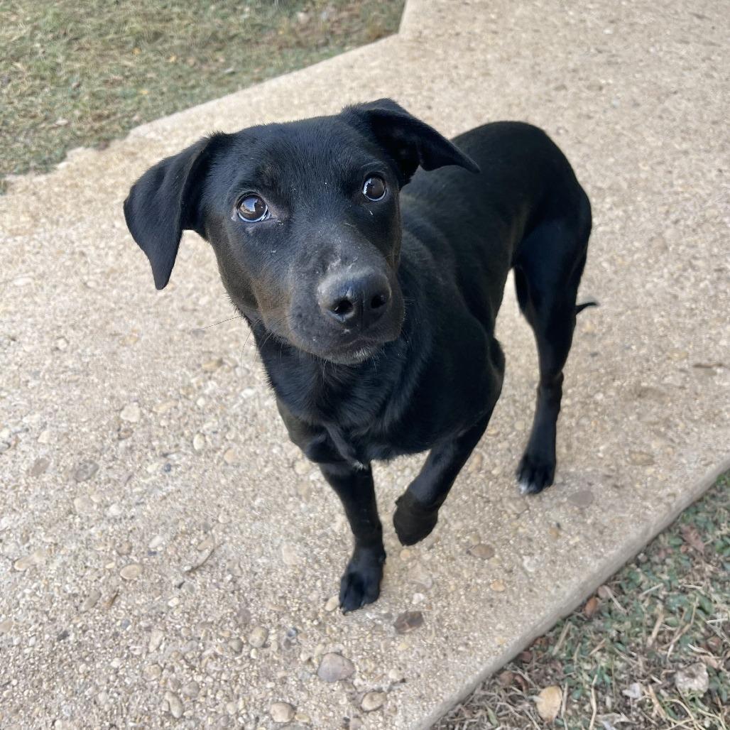 Enlarge Dune, a Adoptable Mixed Breed in Fredericksburg, TX image 3/6