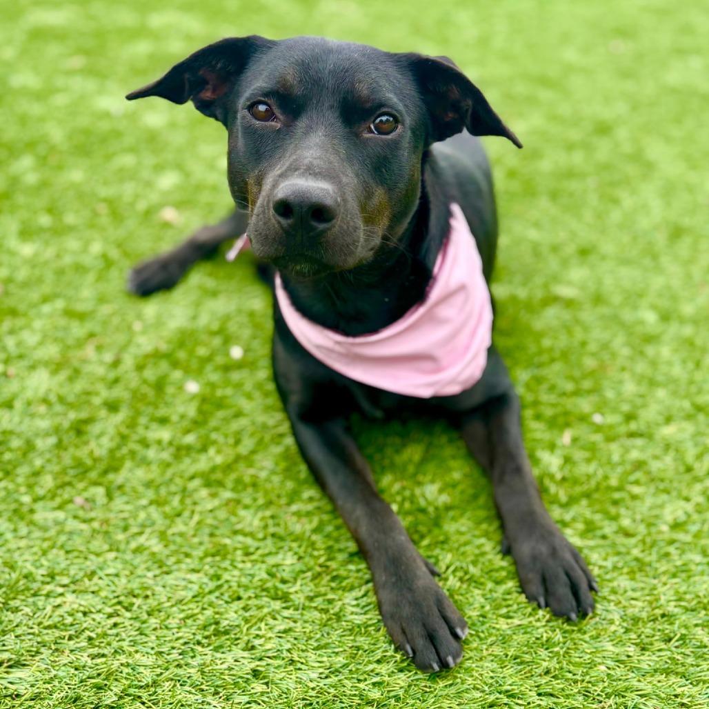 Luna, a Adoptable Mixed Breed in Fredericksburg, TX image 5/6